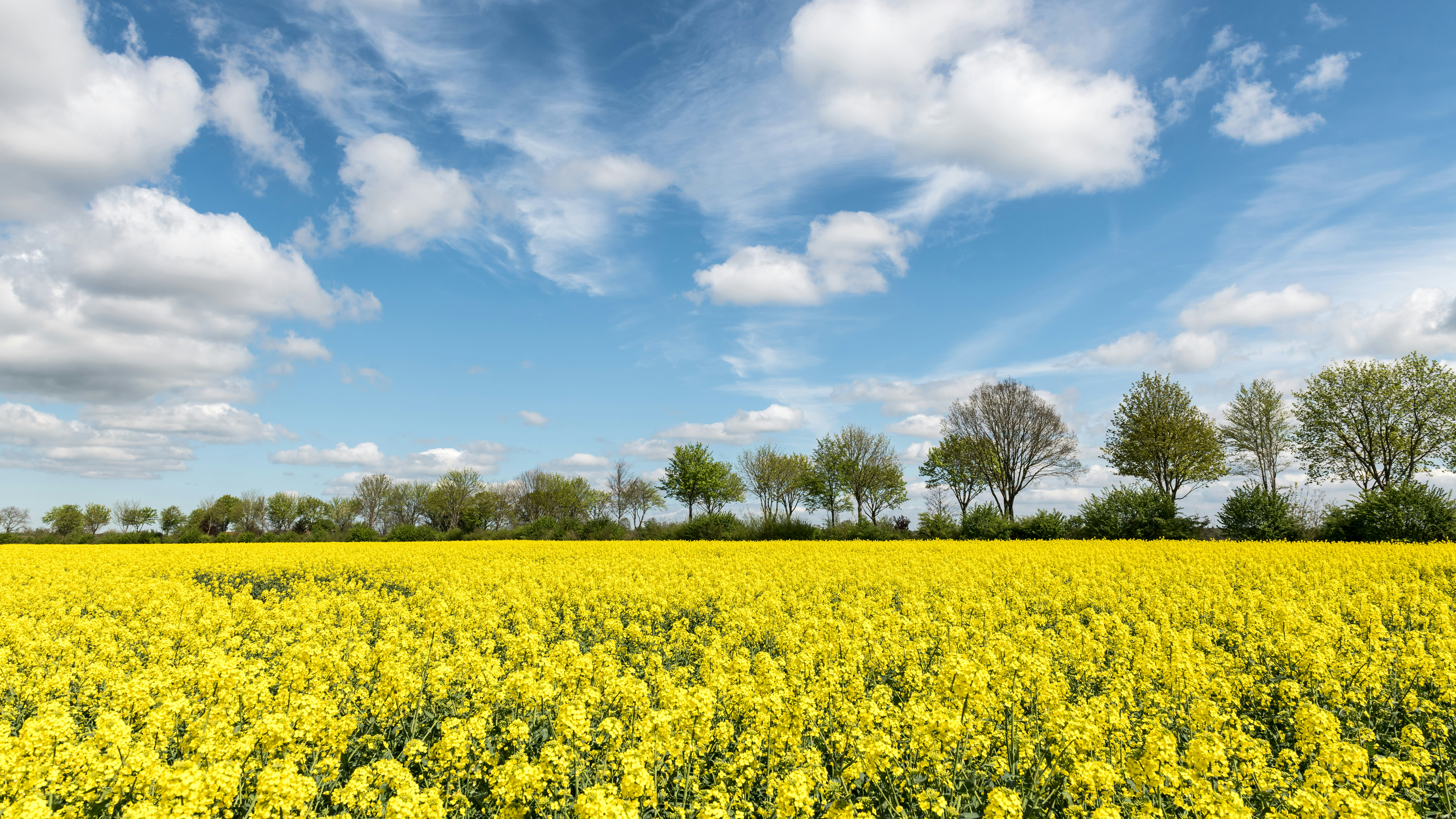 Vast field of yellow rapeseed flowers under a blue sky