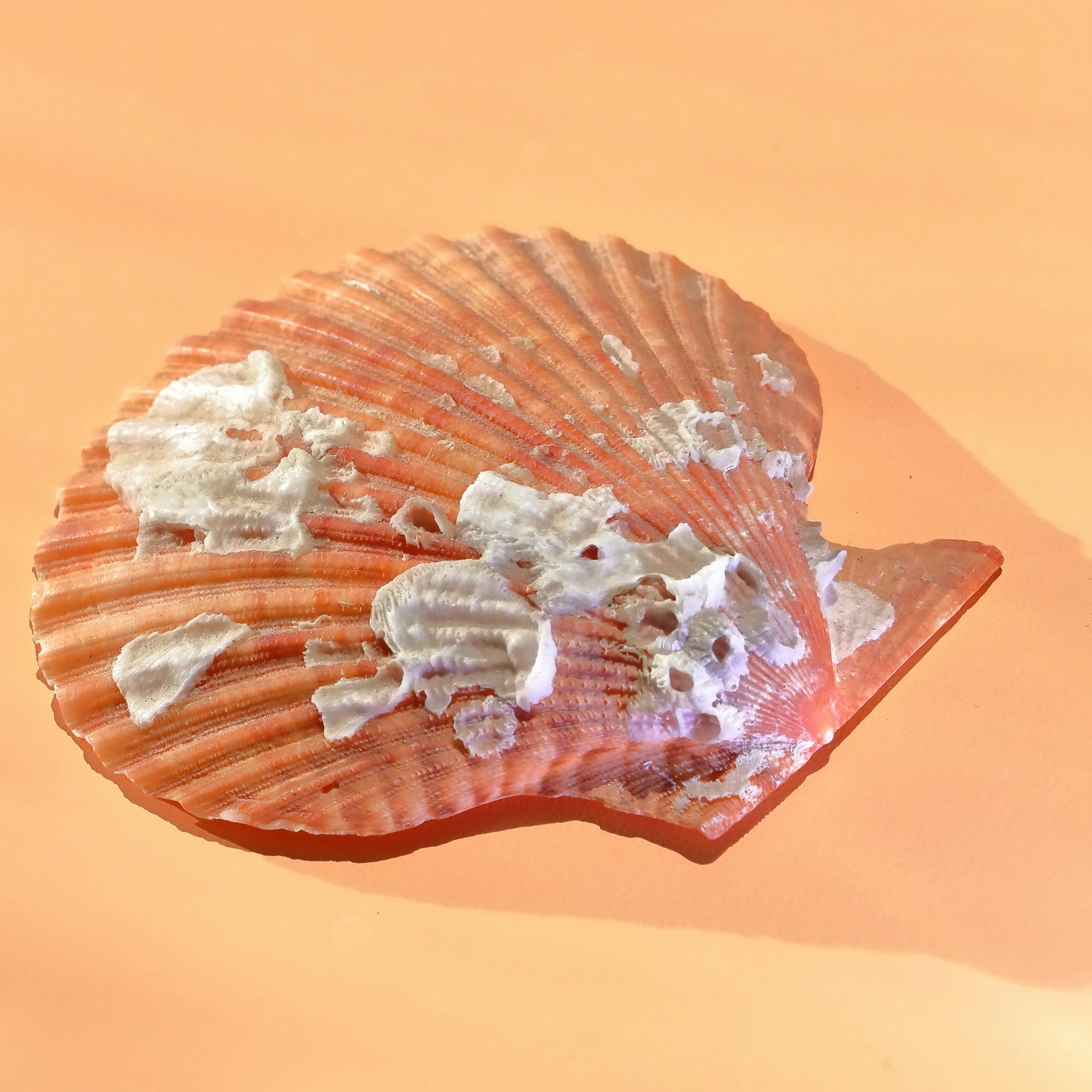 A textured orange scallop shell with white deposits