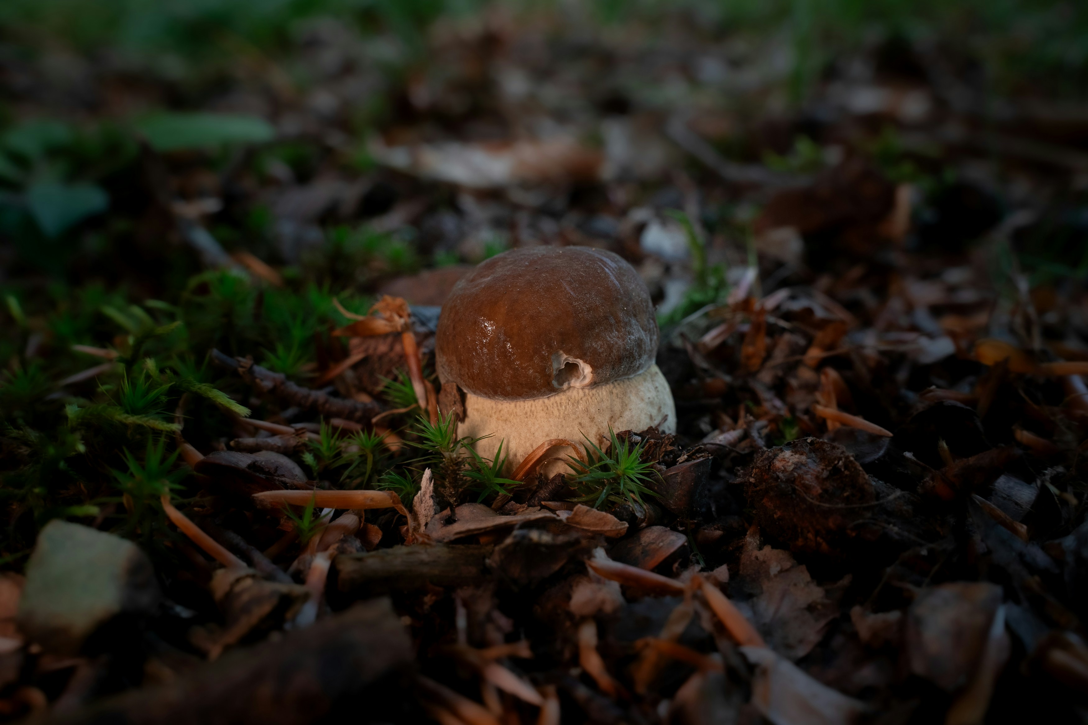 A single mushroom grows among forest floor debris.