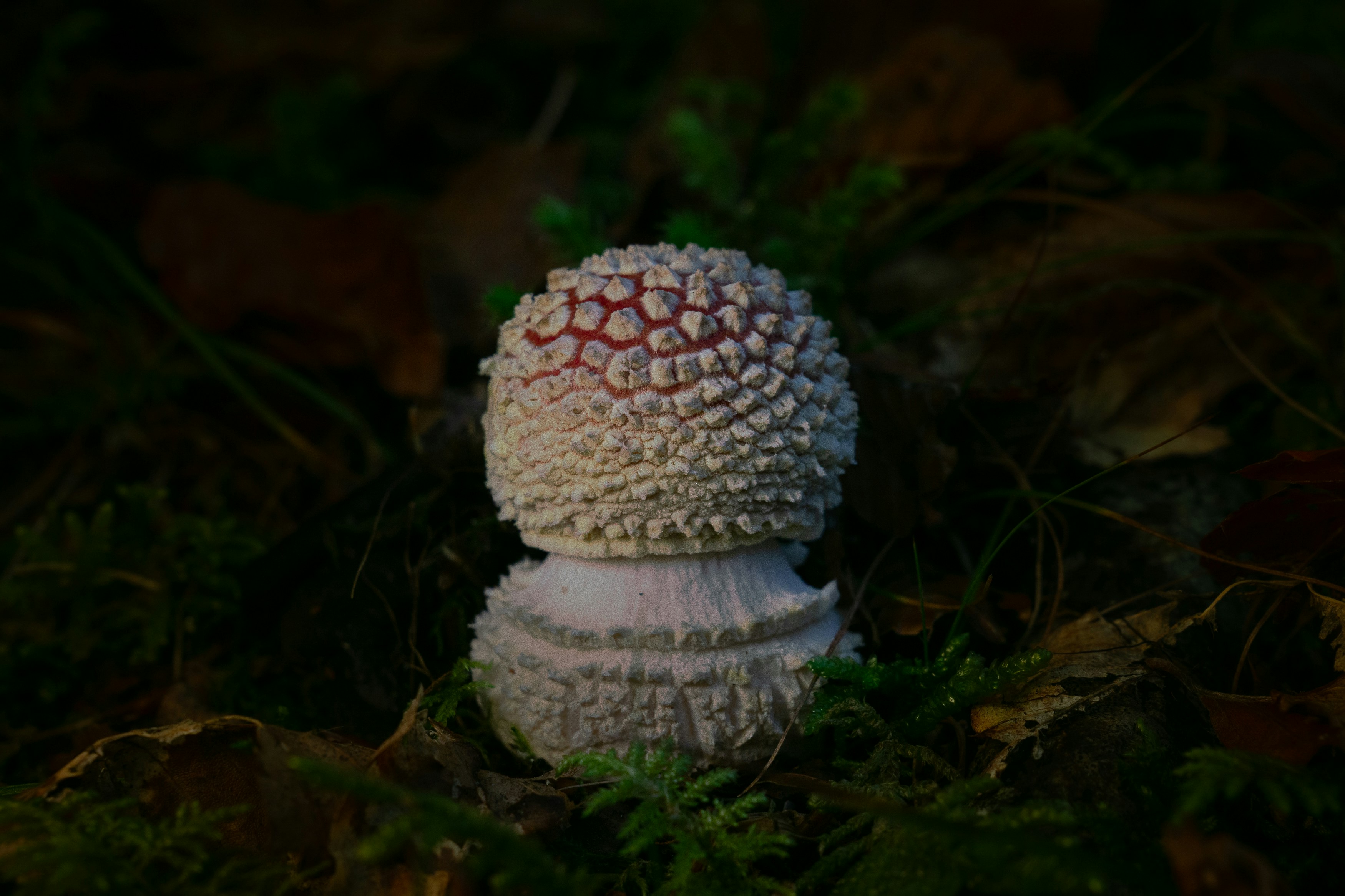 A single mushroom with a white cap and red spots.