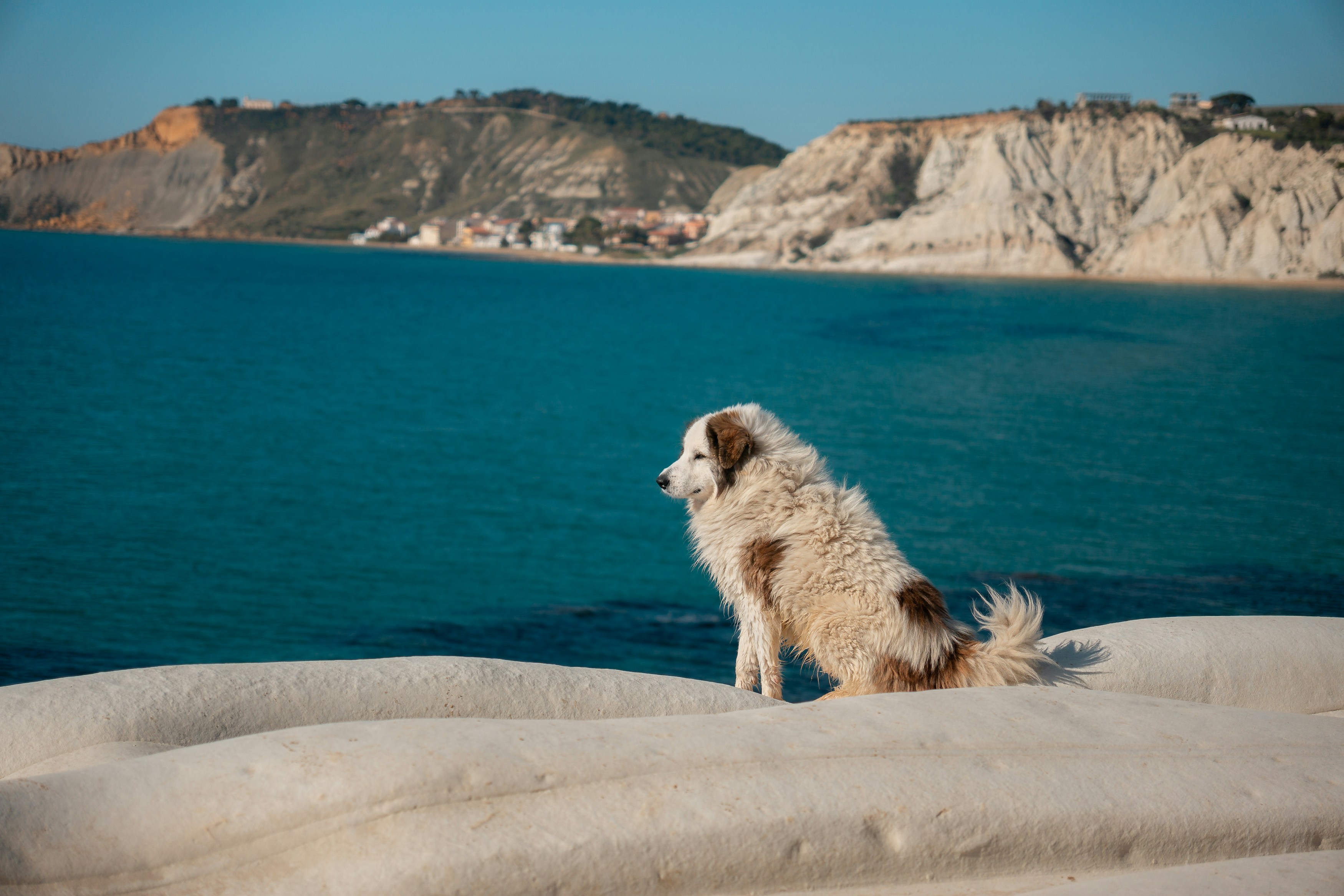 A shaggy dog sits on white cliffs overlooking the ocean.