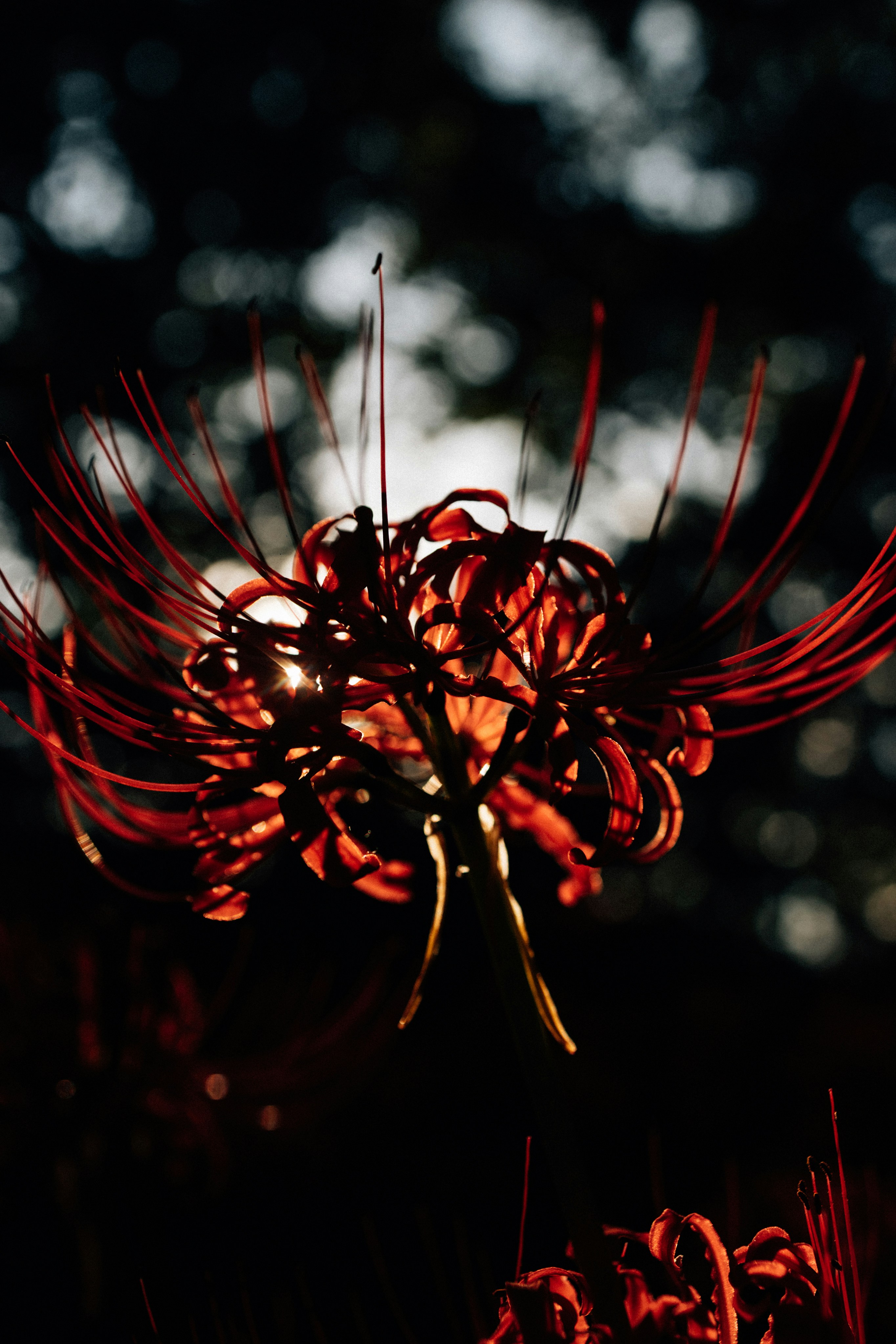 Photo by tsuyoshikozu