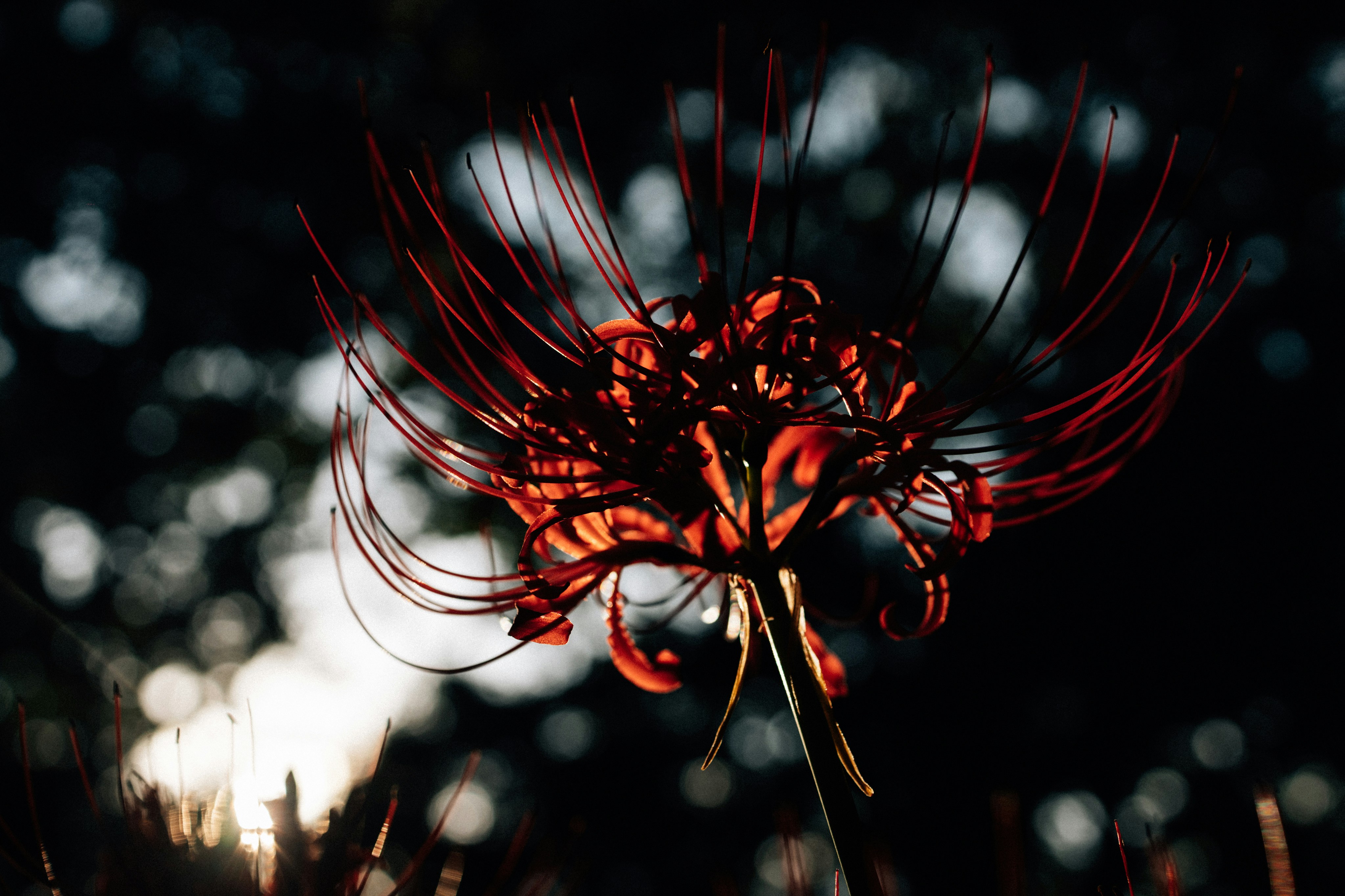 Photo by tsuyoshikozu