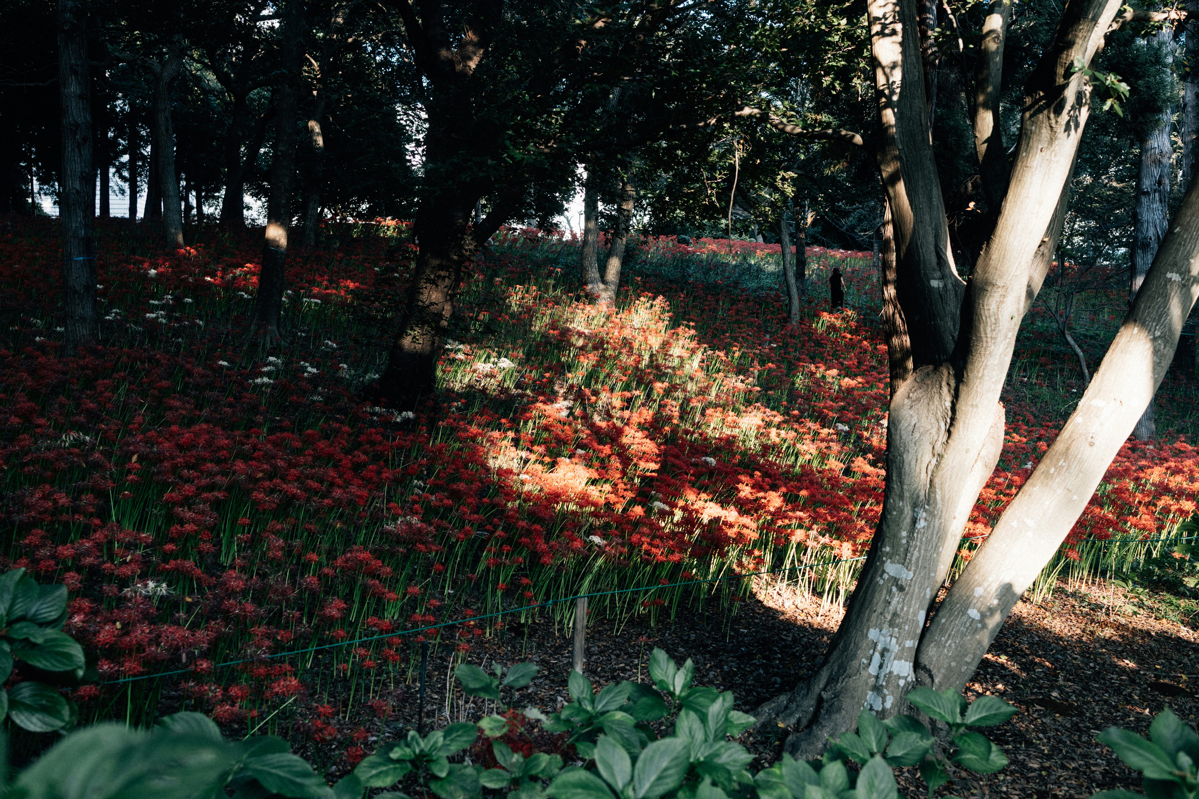 Photo by tsuyoshikozu