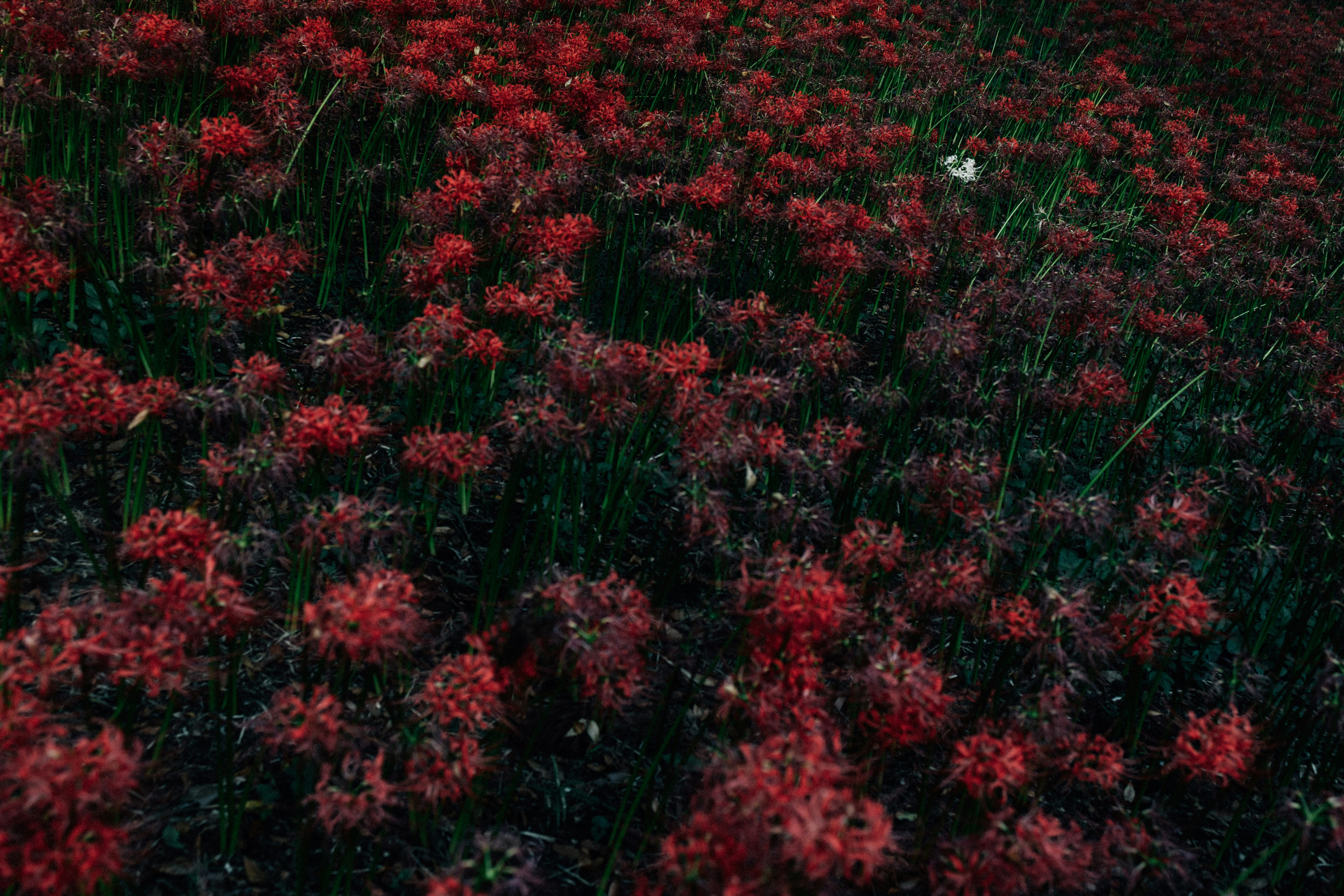 Photo by tsuyoshikozu