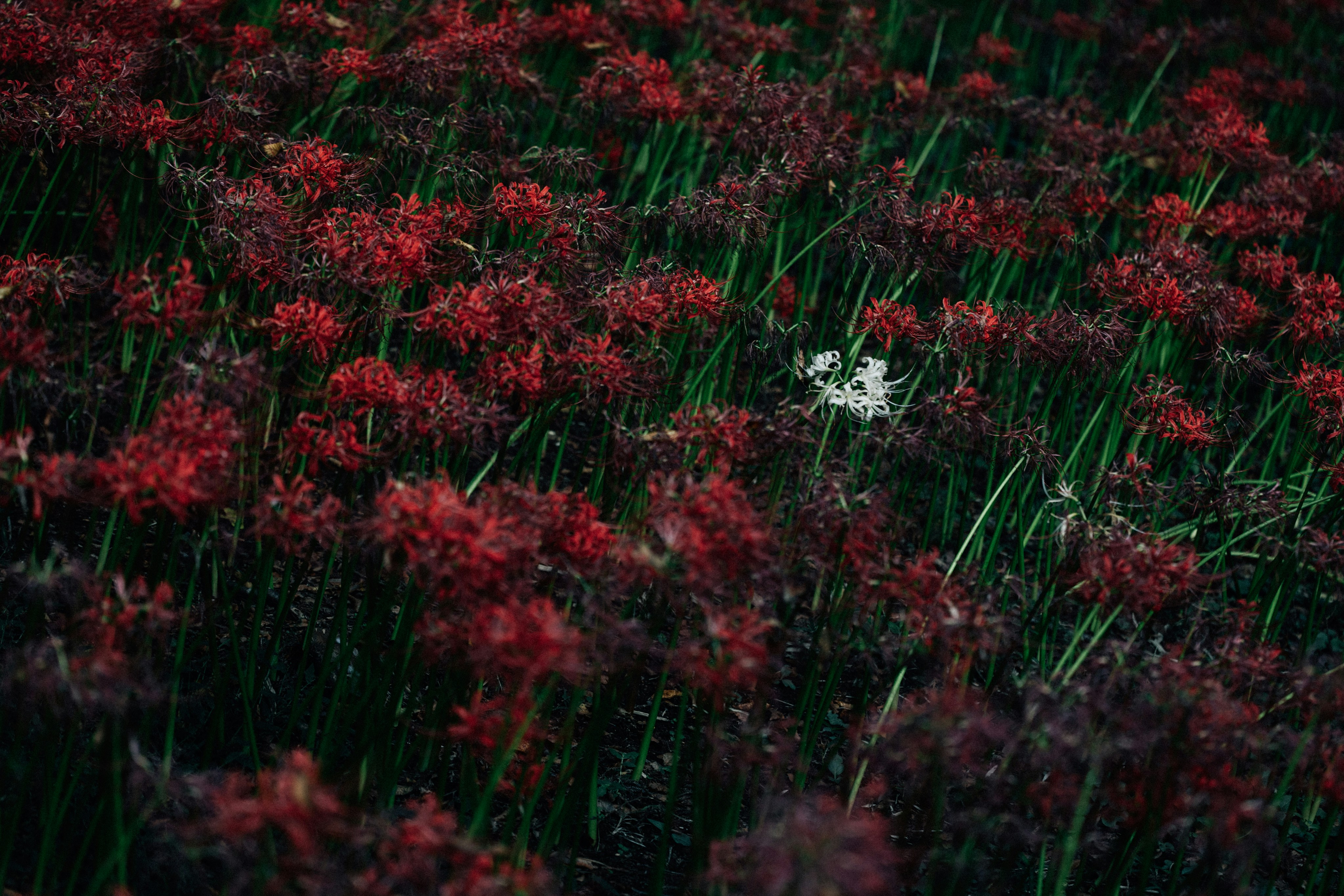 Photo by tsuyoshikozu