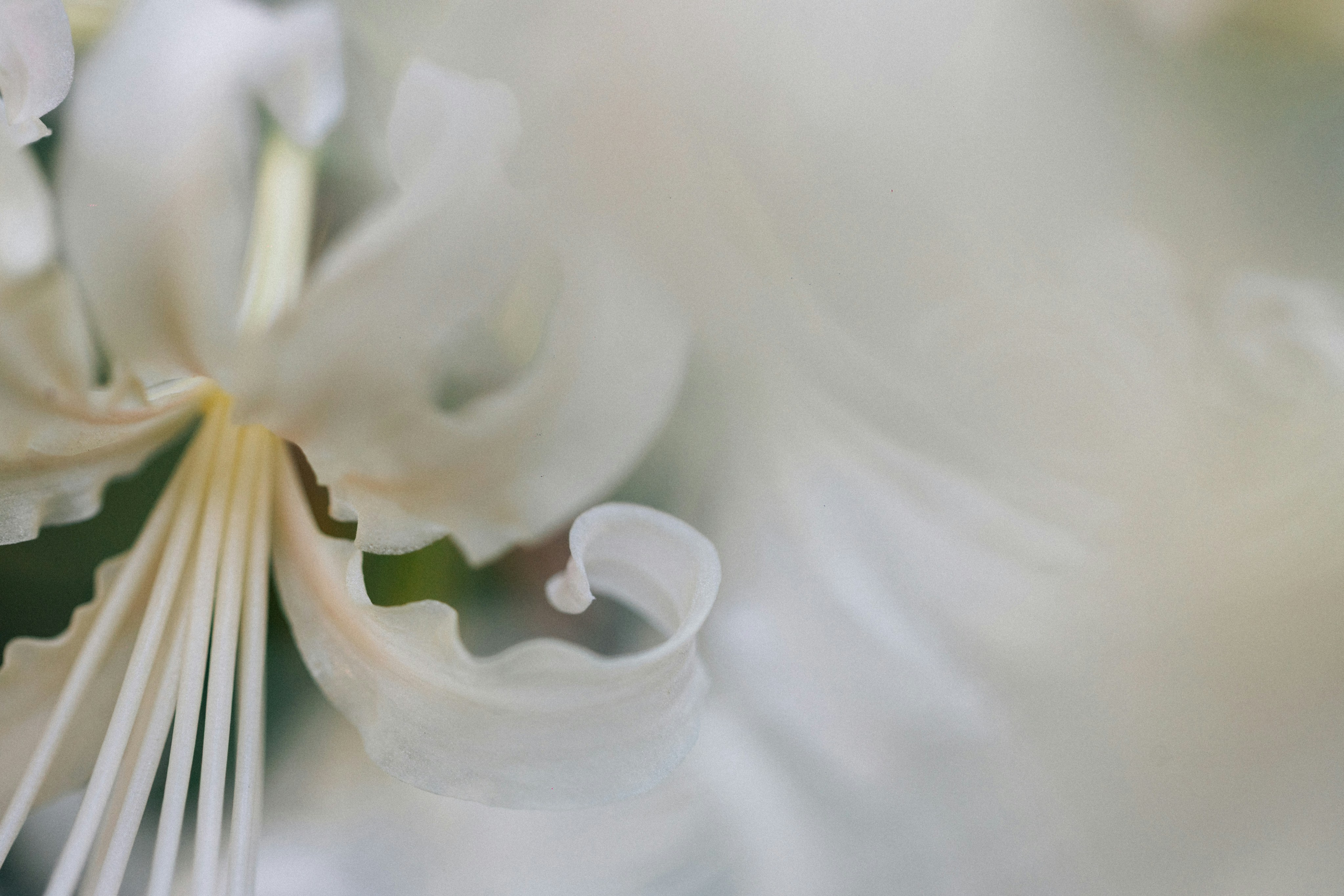 Photo by tsuyoshikozu