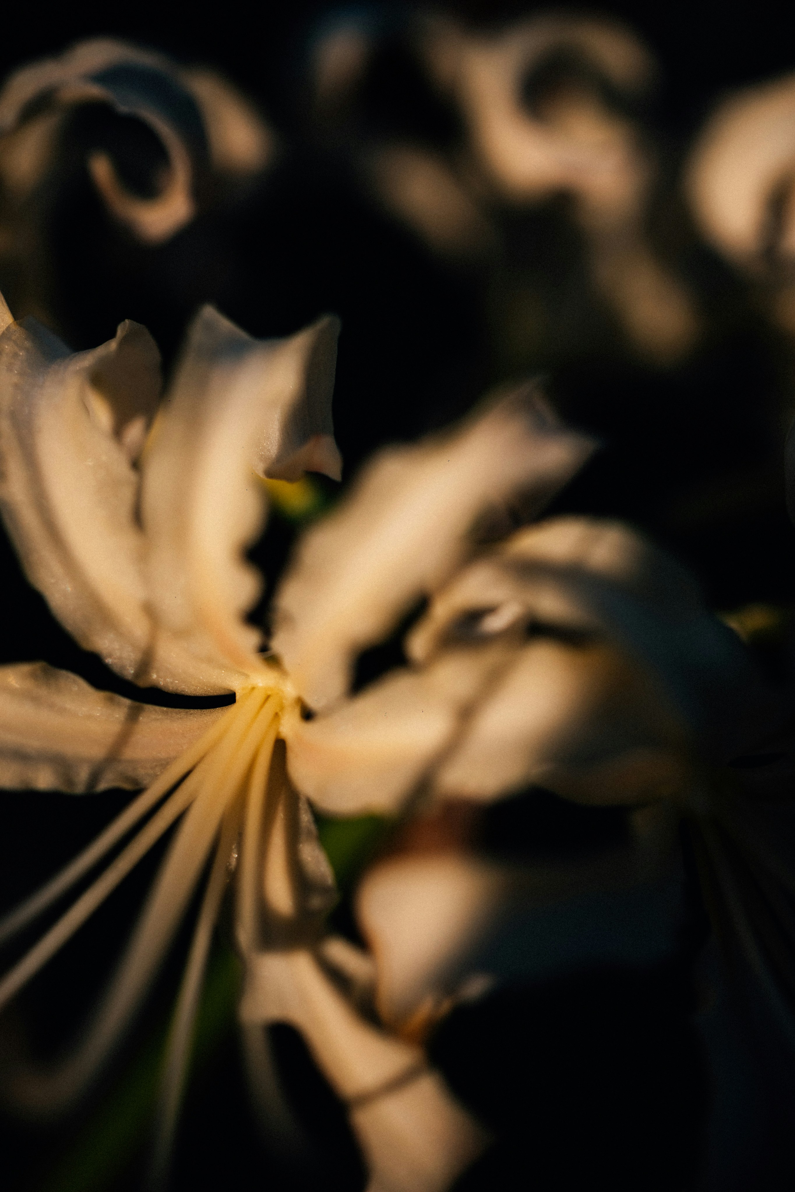 Photo by tsuyoshikozu