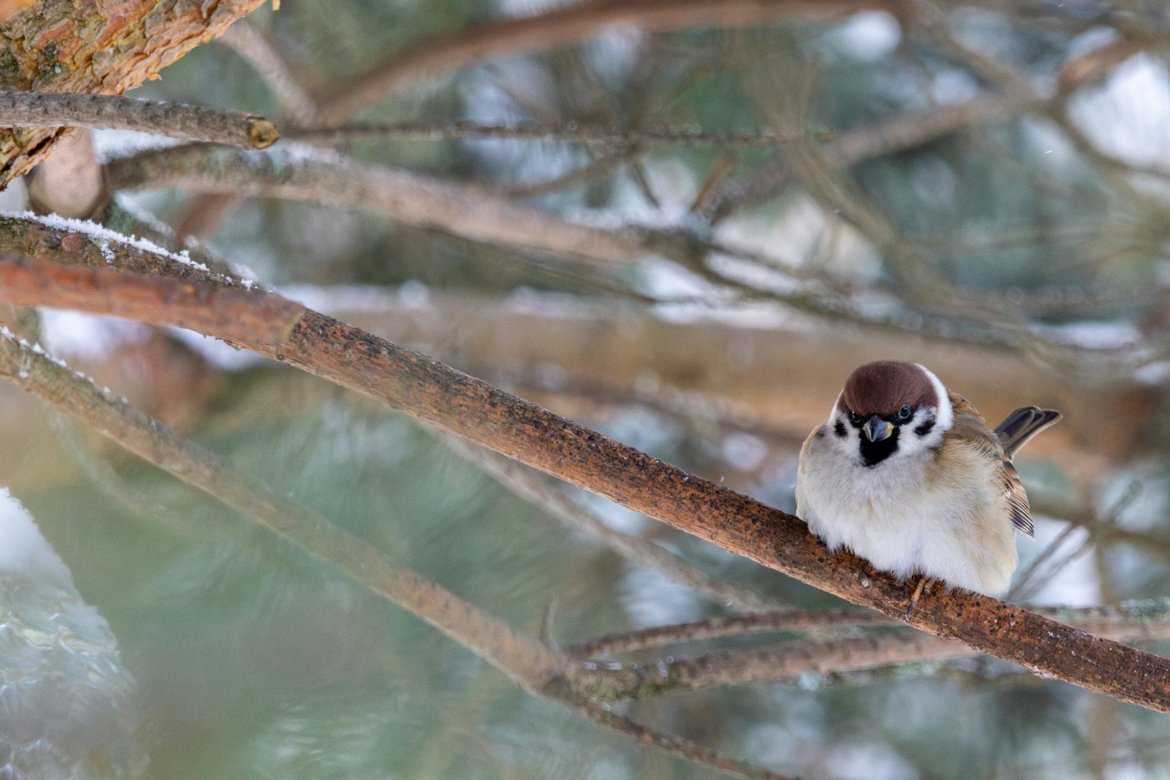 A small sparrow perched on a tree branch.
