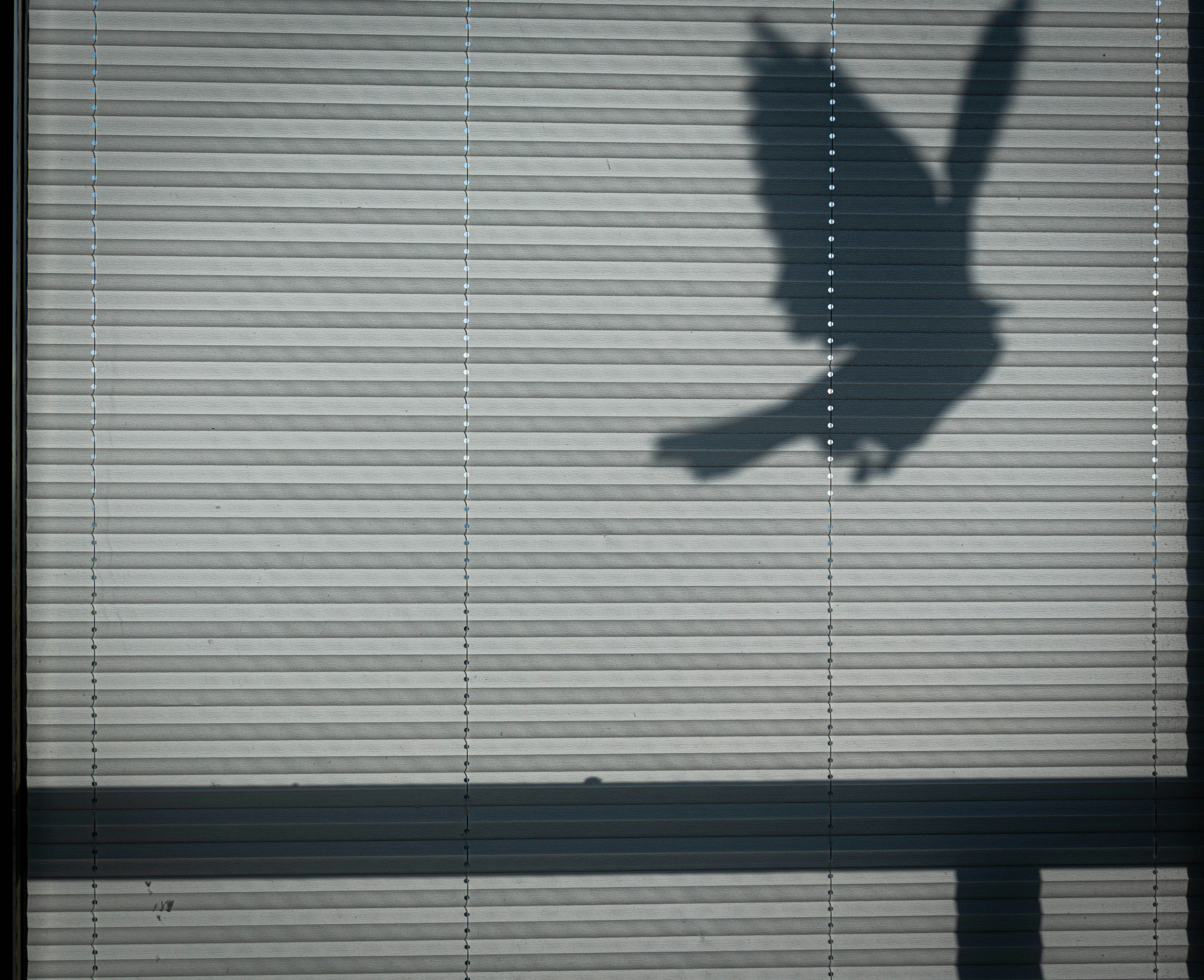 ブラインド越しに飛ぶ鳥の影