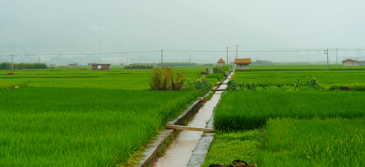 Water channel between green fields
