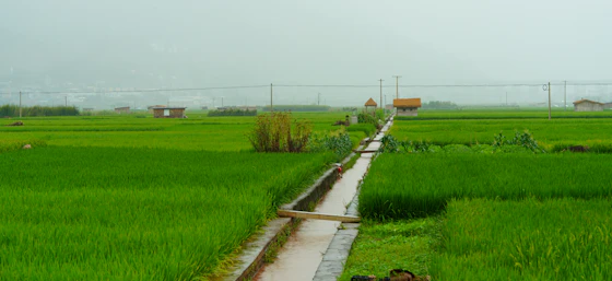 Canal de riego en campo agrícola