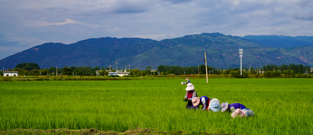 Farmers working in a lush green rice paddy field