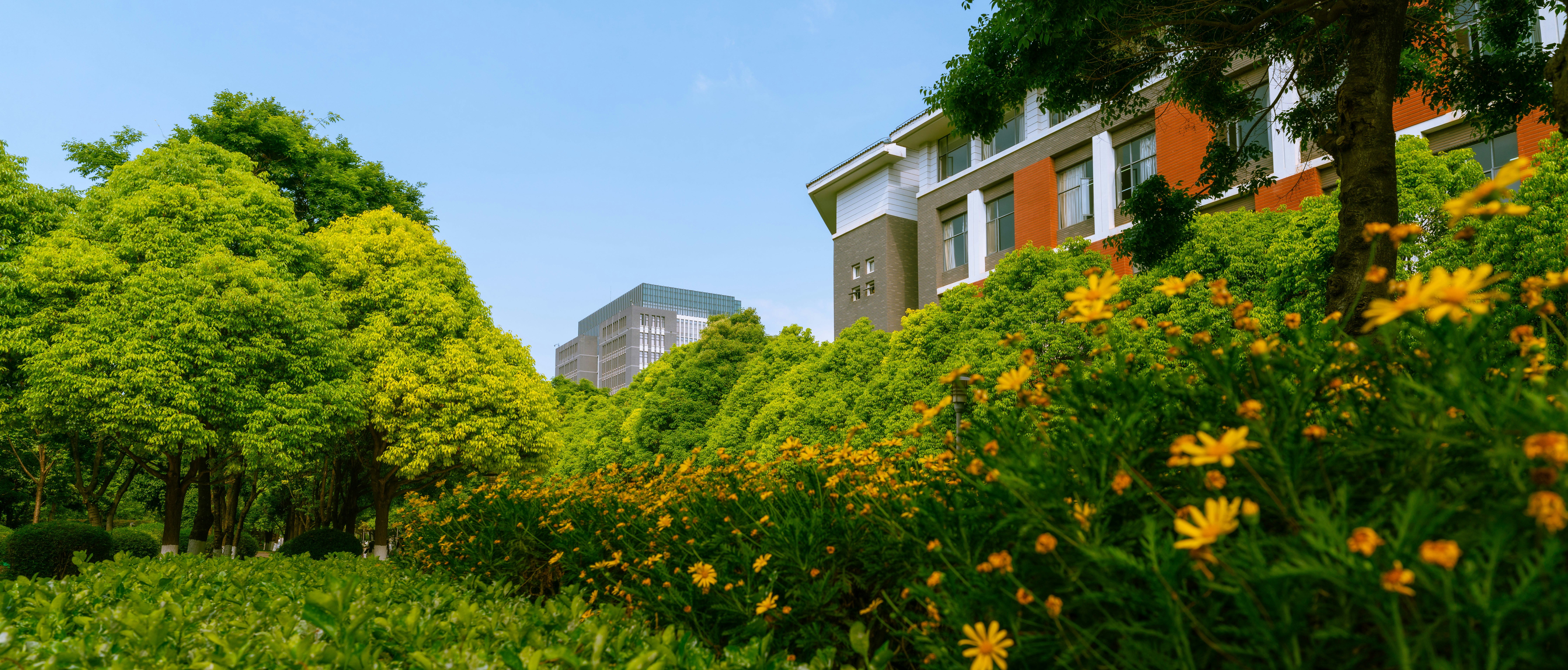 Lush green trees and yellow flowers with buildings in background