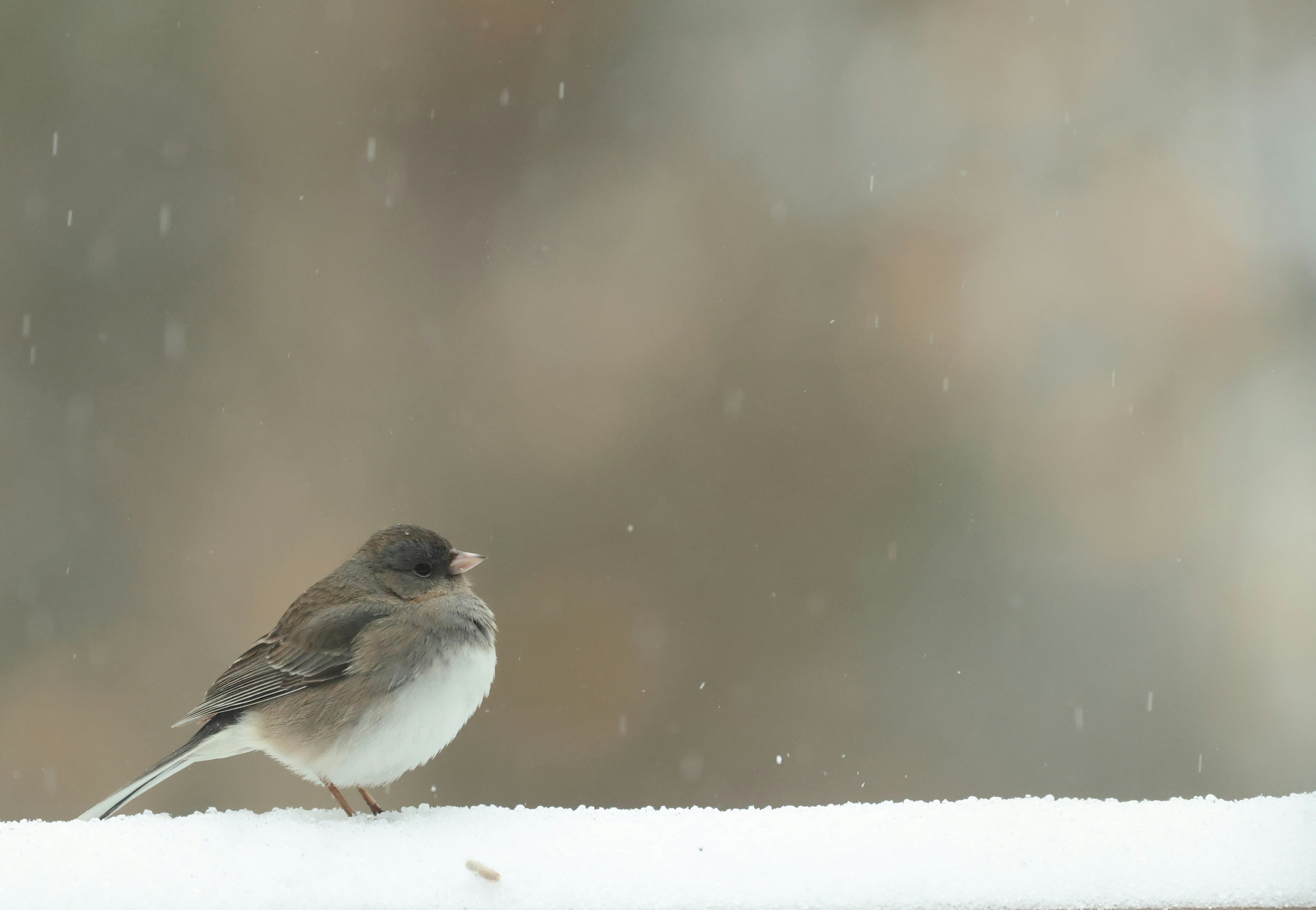 A small bird sits on a snowy perch during snowfall.