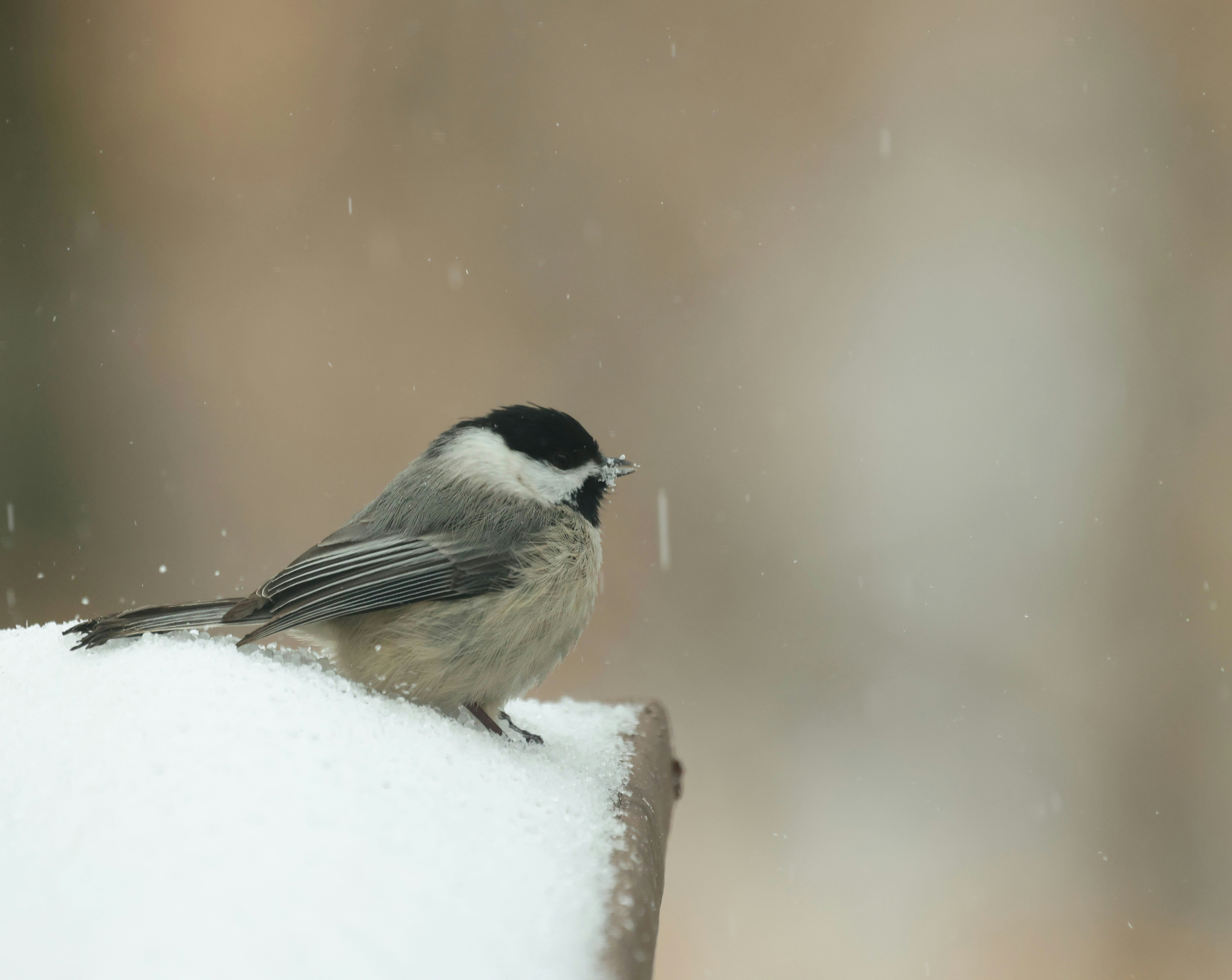 A small bird sits on a snow-covered surface during snowfall.