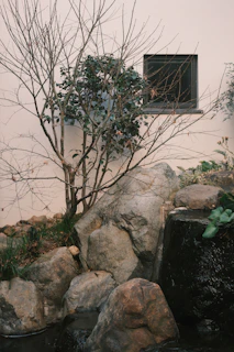 Дзен скална градина с канари и оголено дърво в Стамболийски