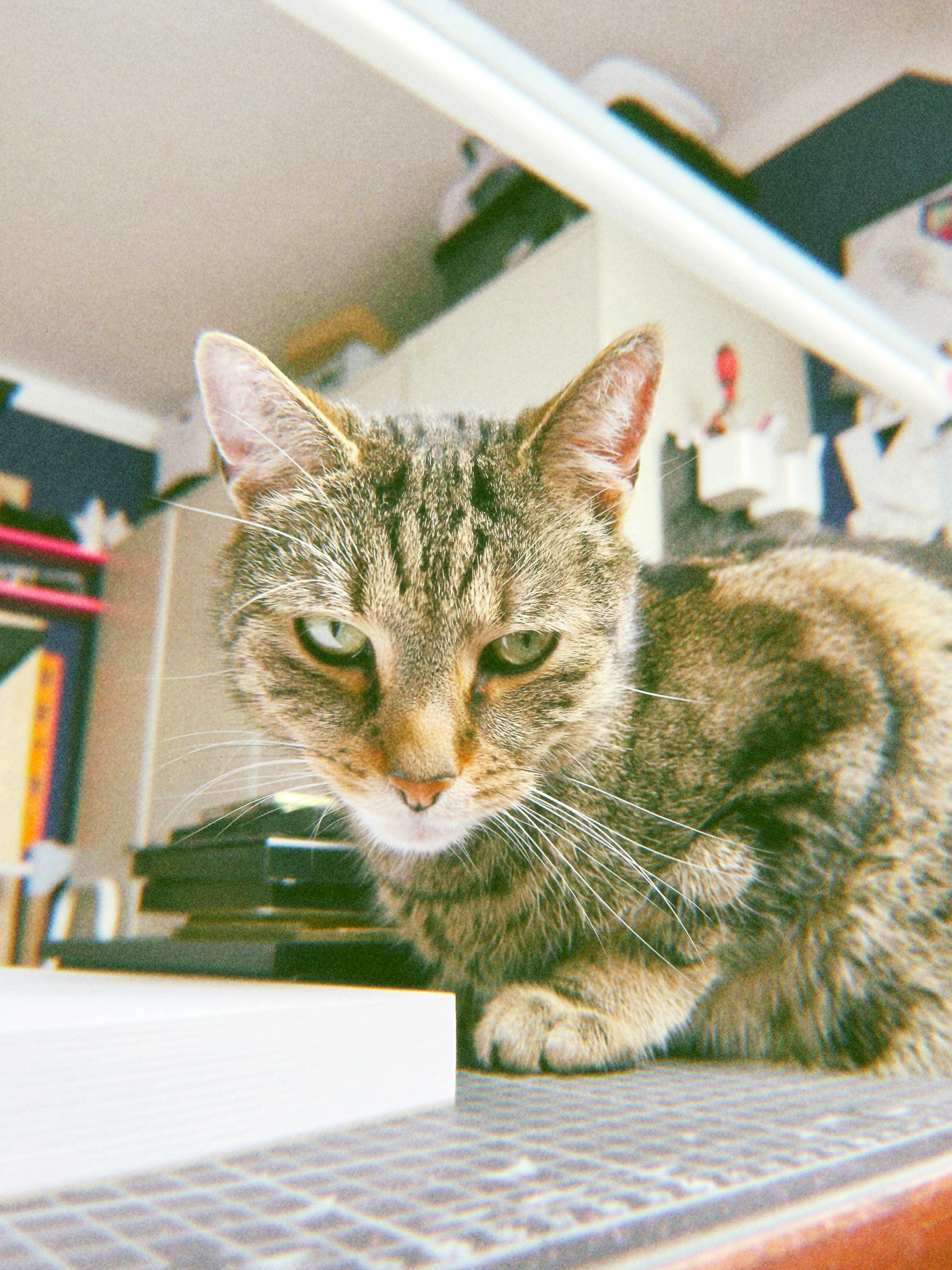 Un chat tigré est assis sur une surface à motifs à l’intérieur.