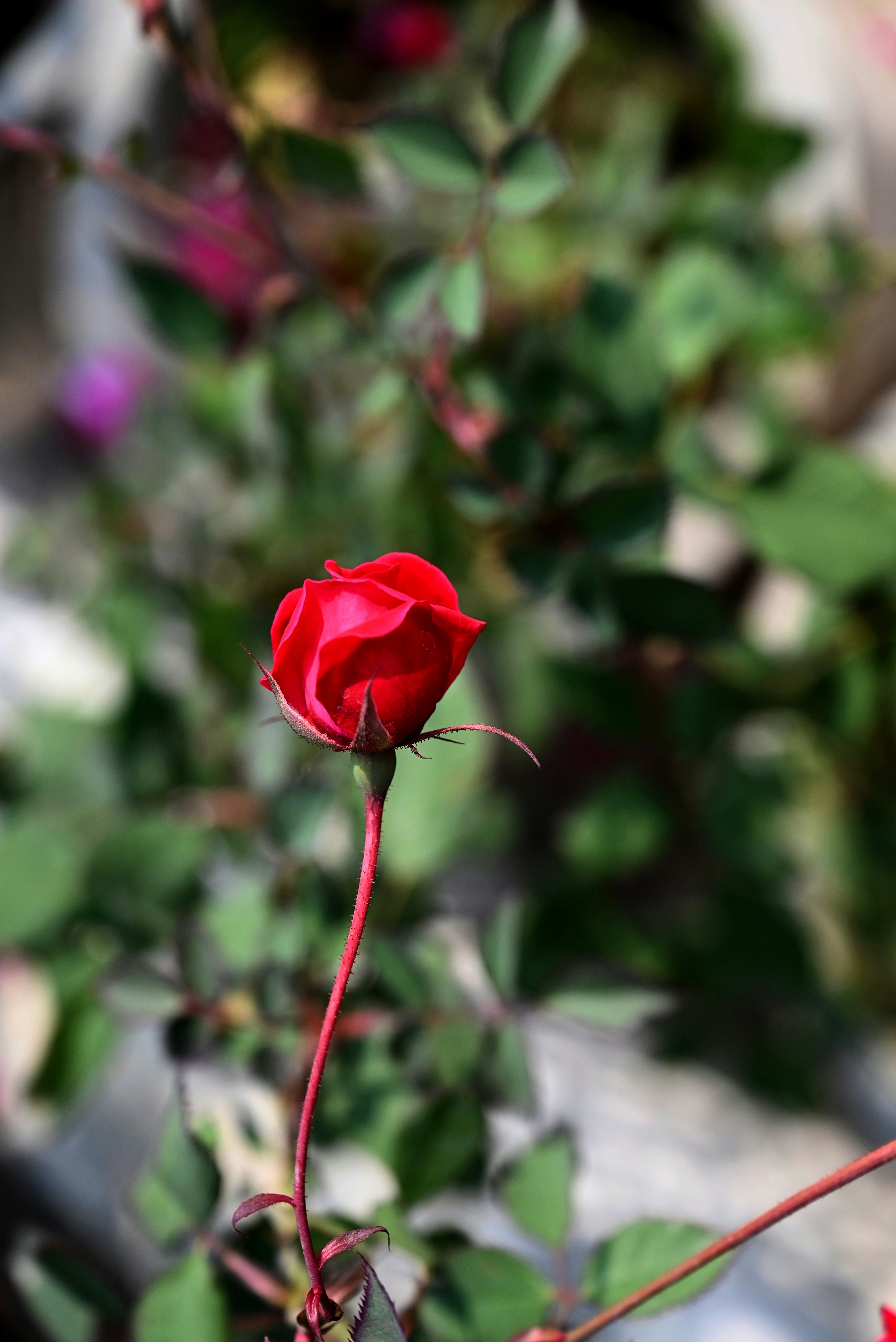 Photo by sshiv