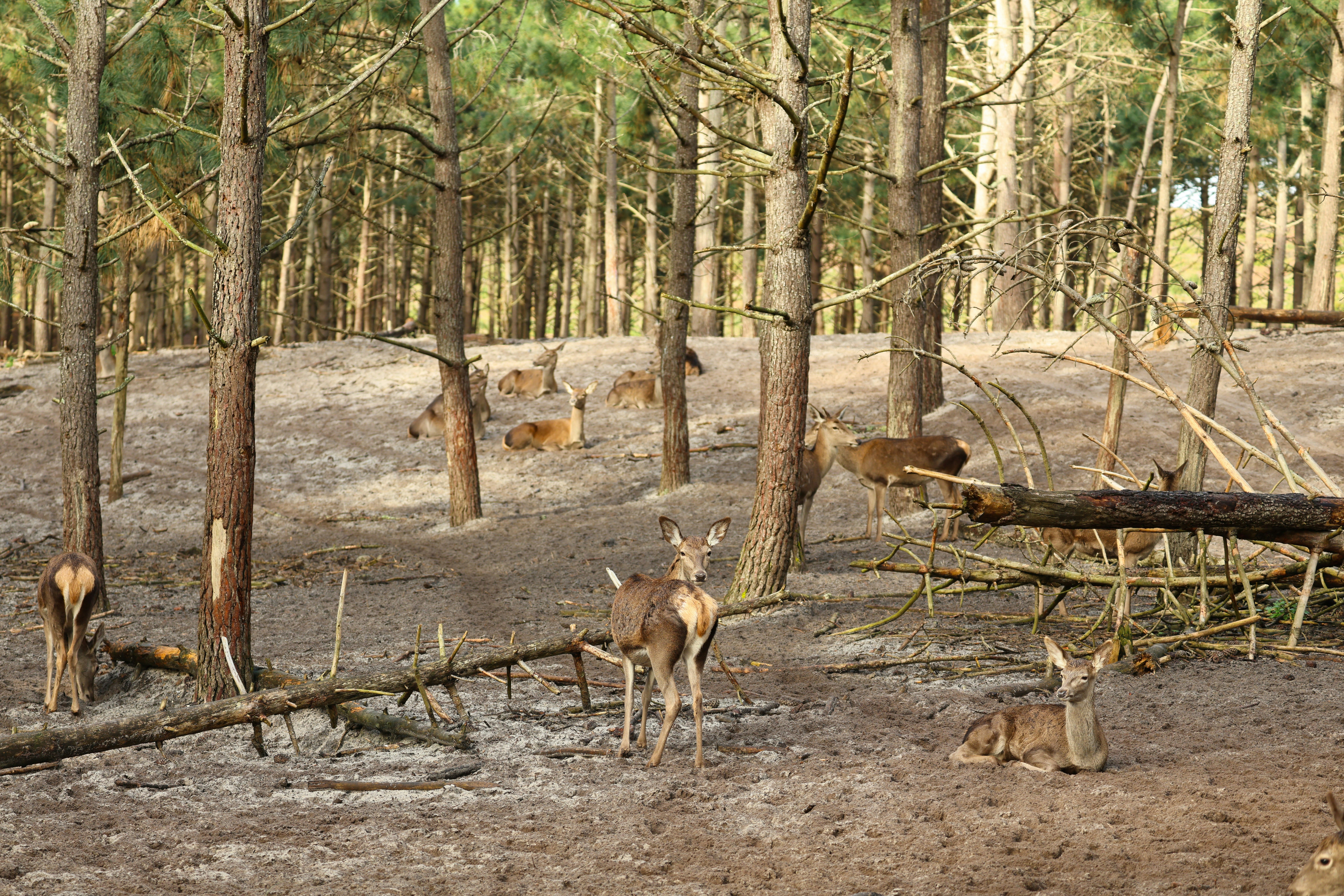 The disease agent survives in the environment
