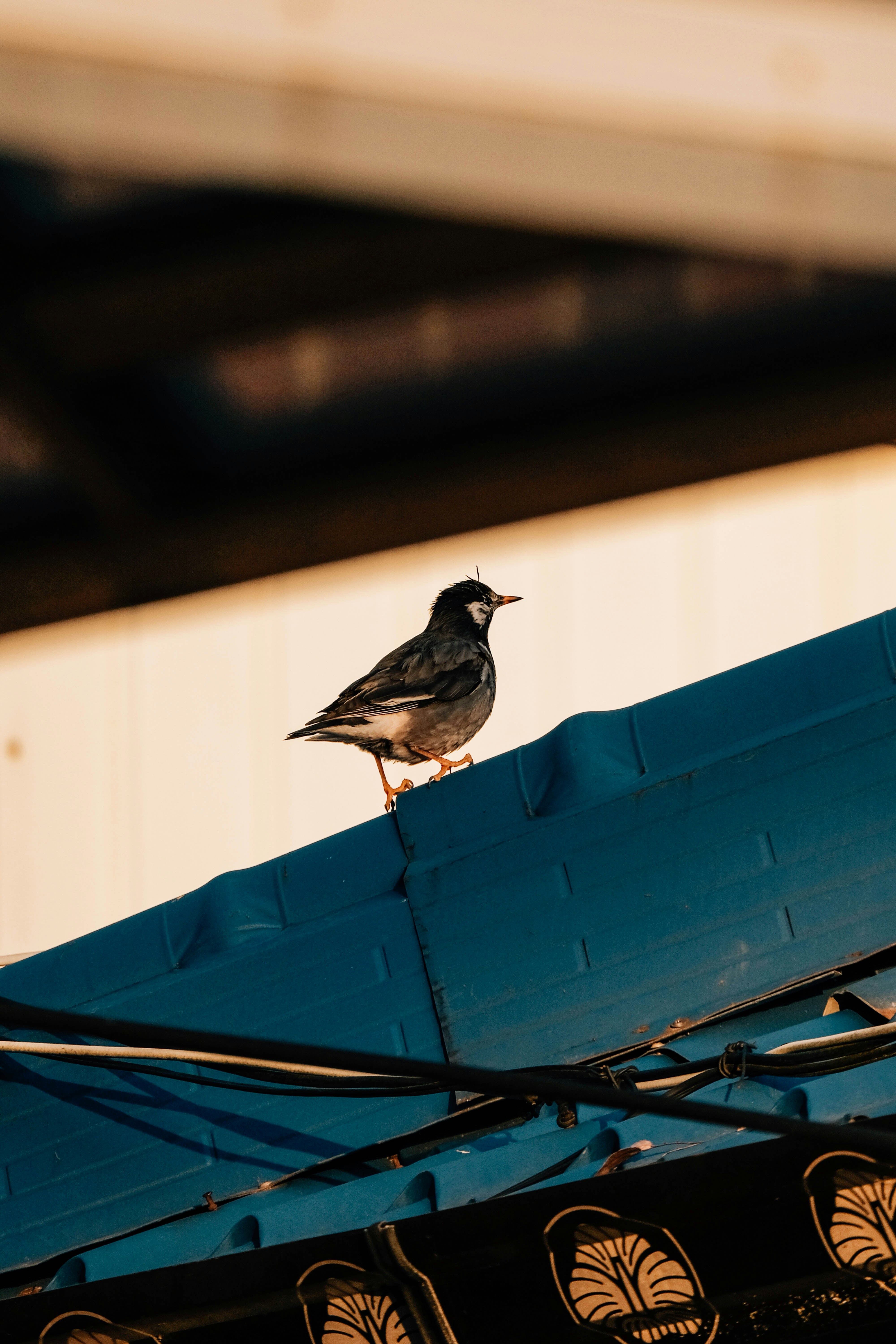 青い屋根に止まる小さな鳥。