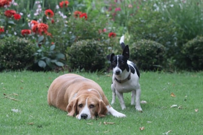 Two dogs resting on green grass in a garden.