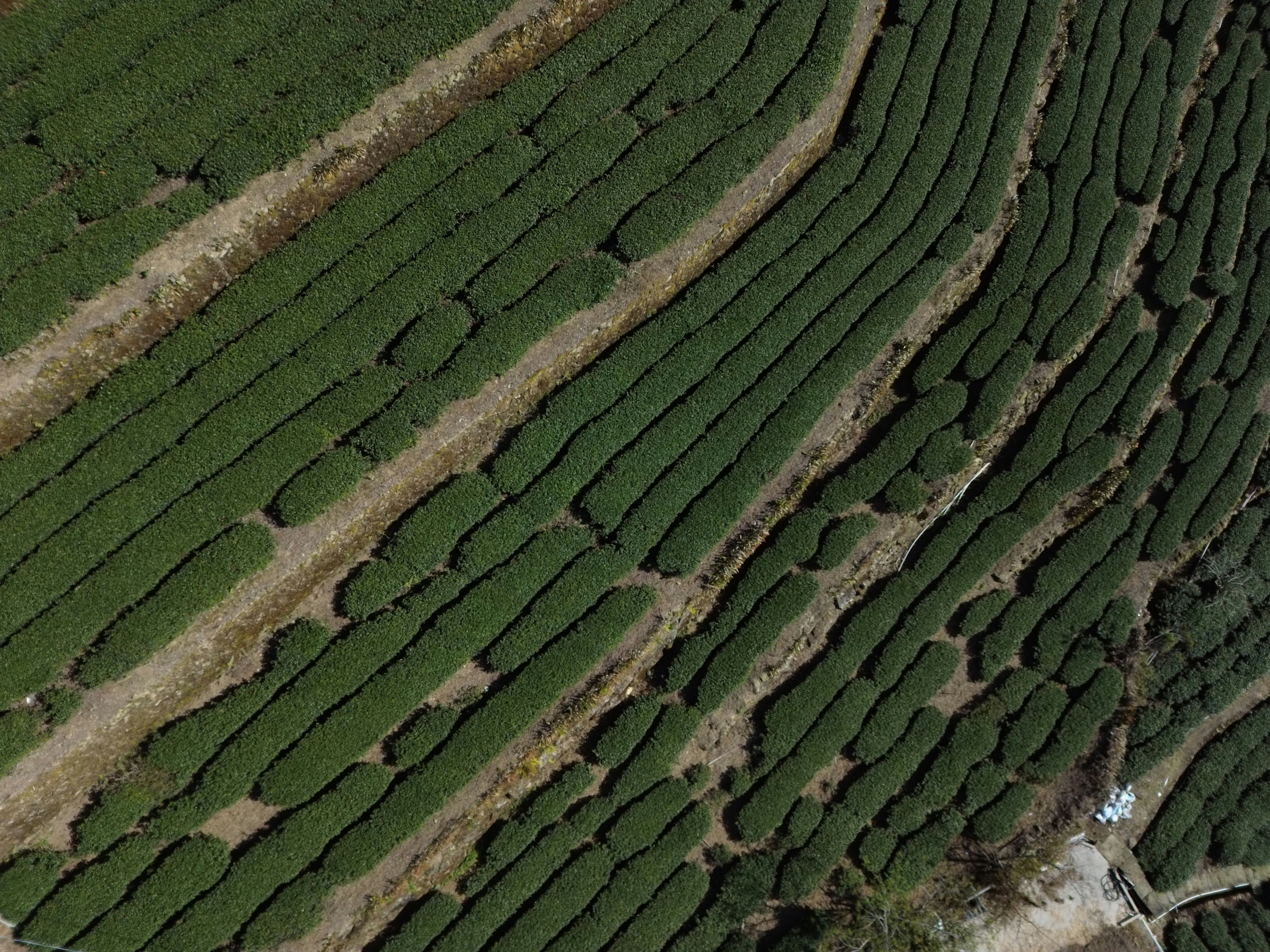 Rows of green tea plants on terraced hillsides