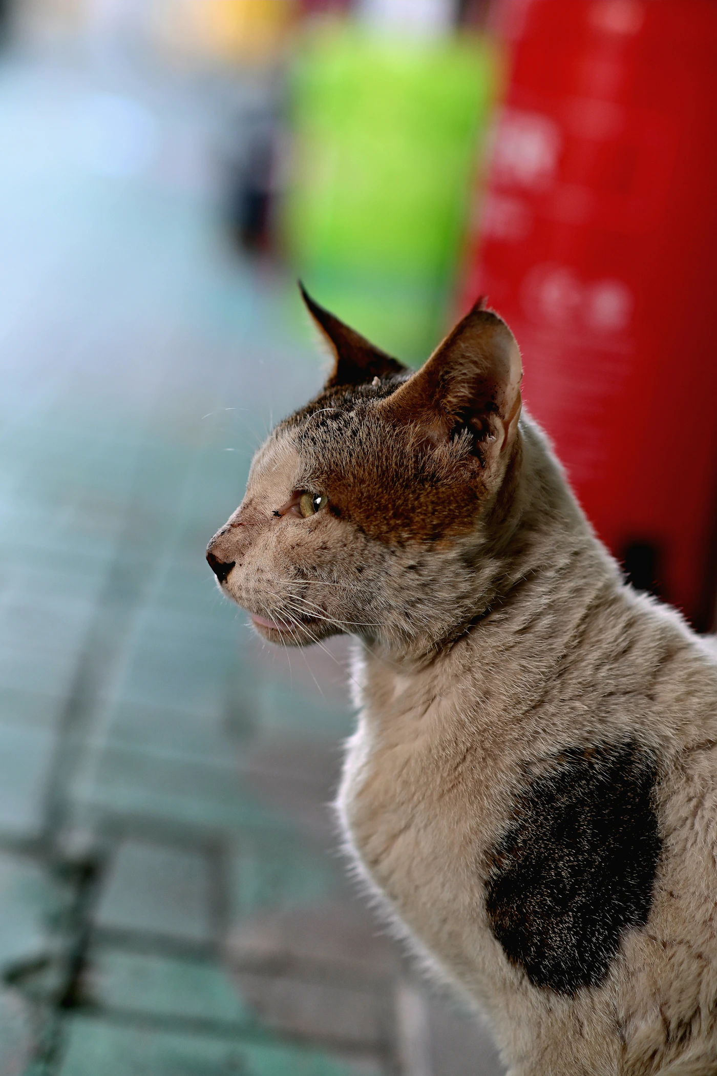 Stray cat outdoors waiting for care