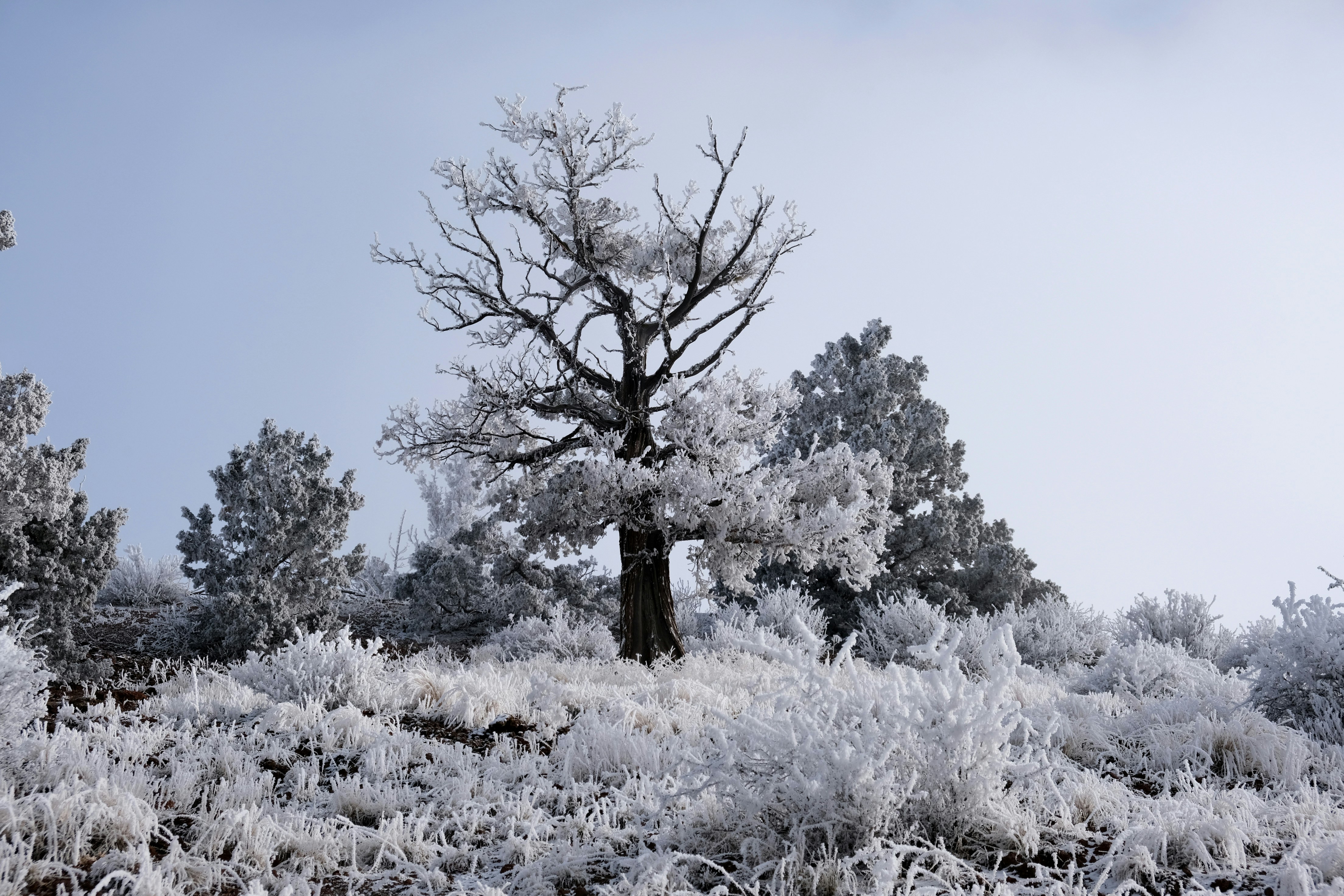 Bare tree covered in frost with snowy landscape