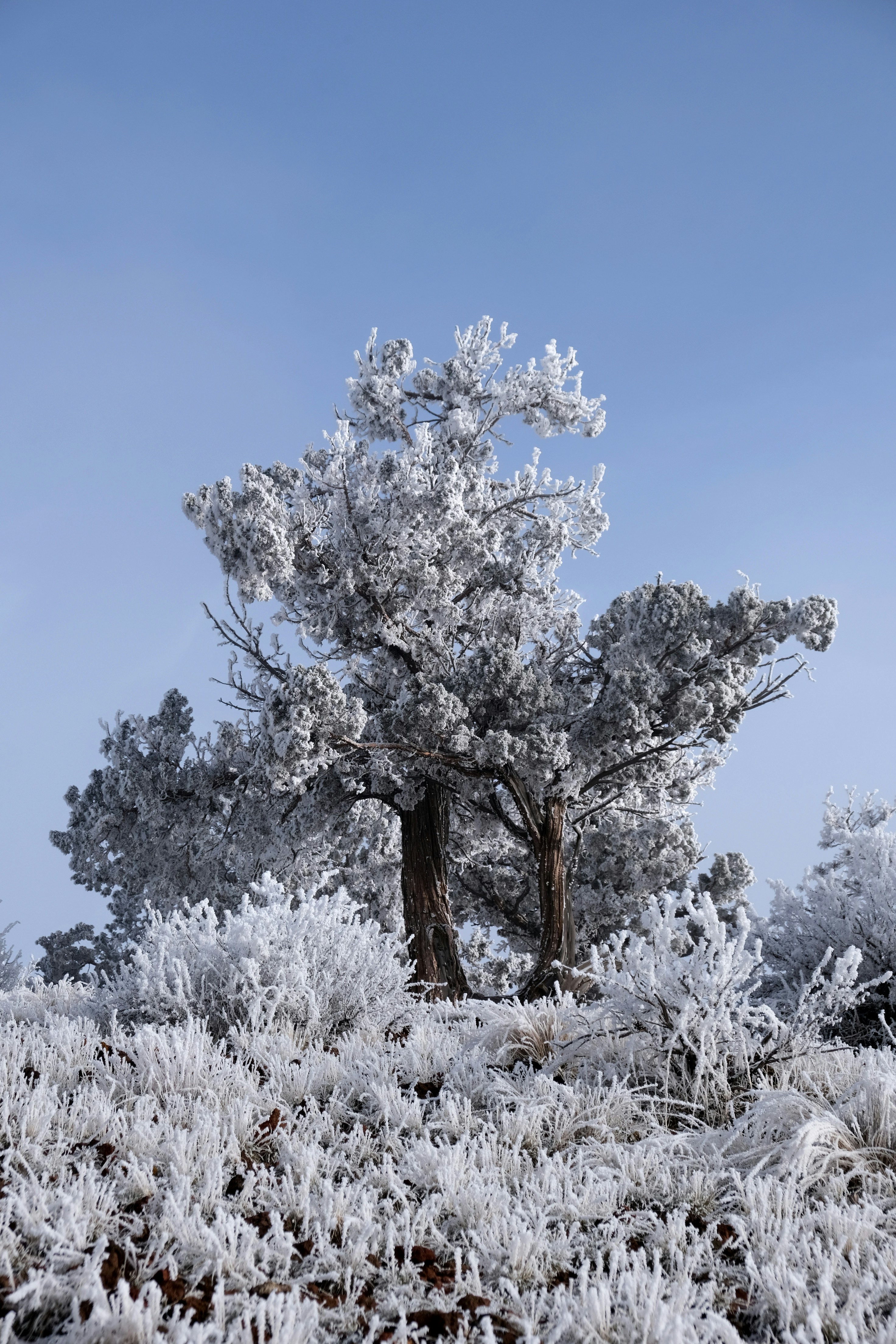 Two trees covered in frost under a clear sky.