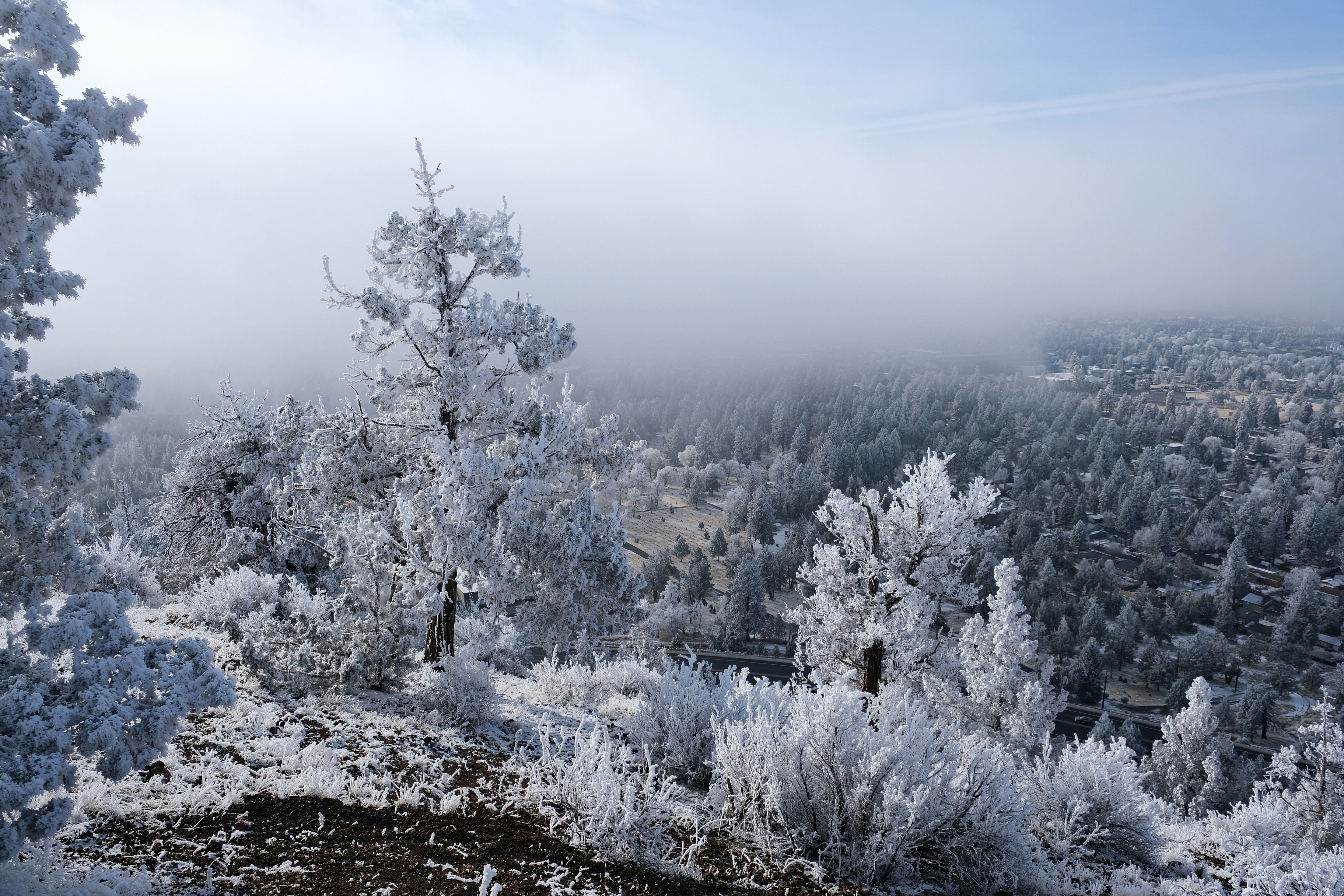 Frosted trees on a misty winter morning overlooking a forest.