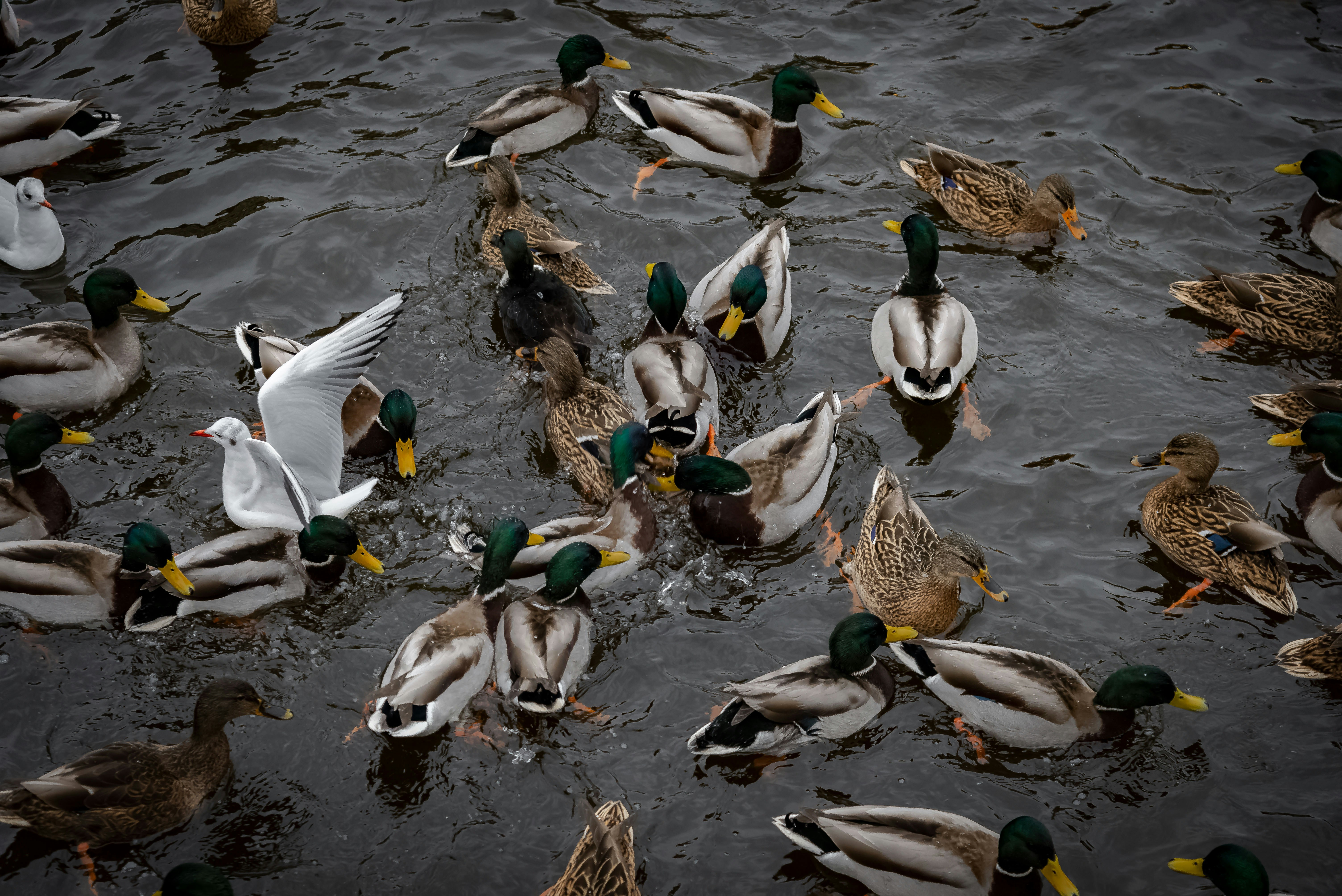 A flock of ducks swimming in dark water.