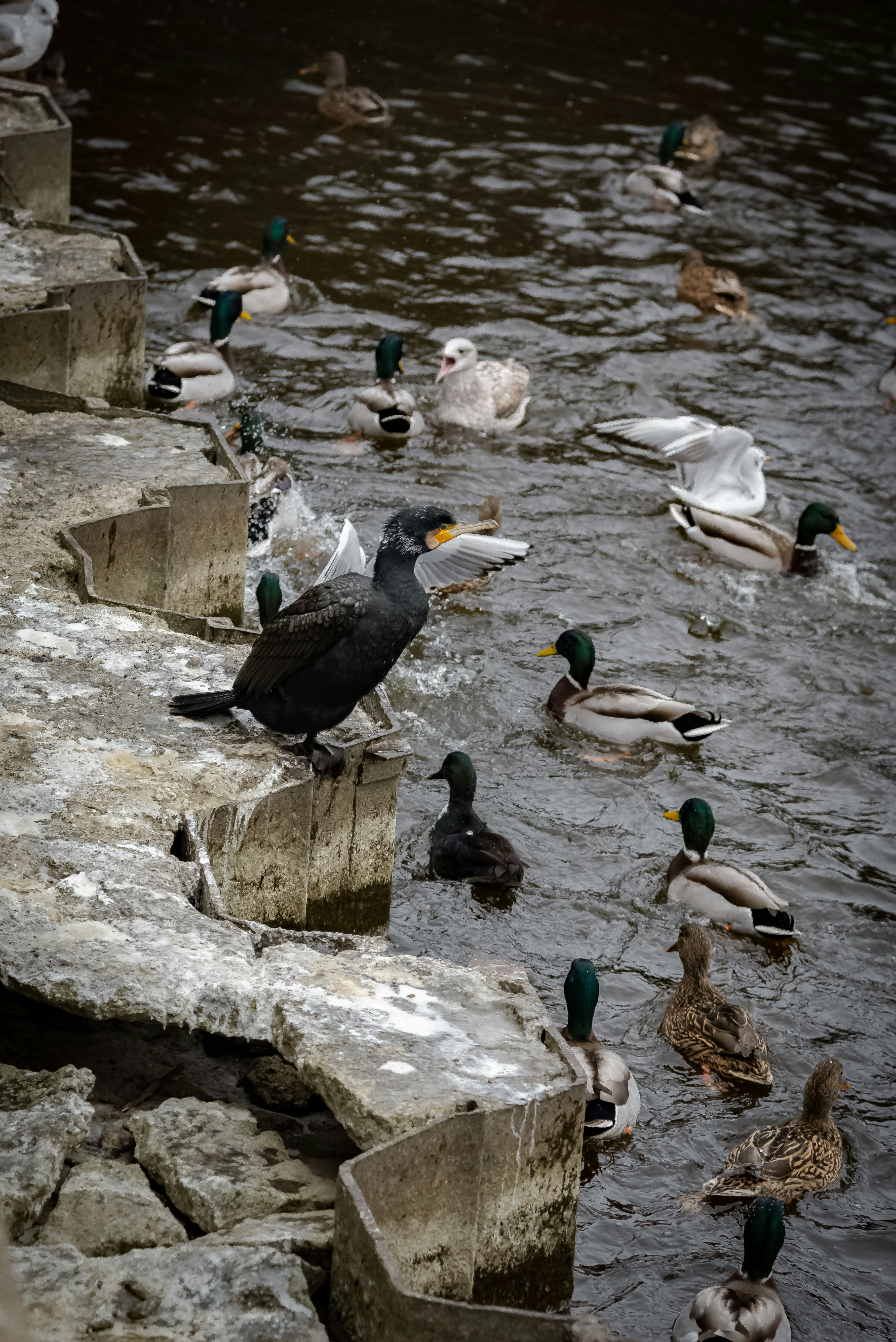 Ducks and a cormorant swim in murky water