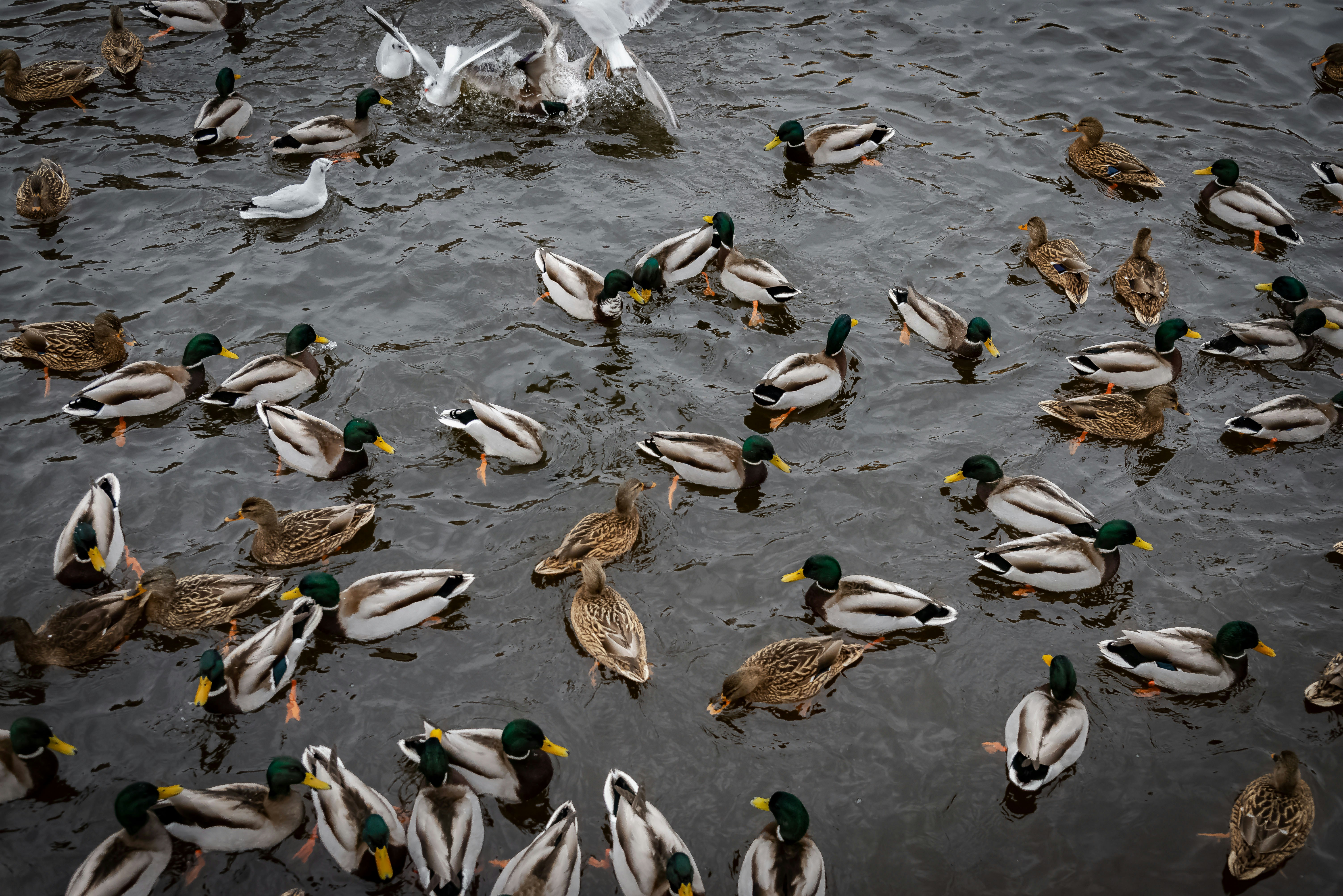 A flock of ducks swimming in dark water