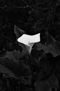 A single white calla lily with dark leaves.
