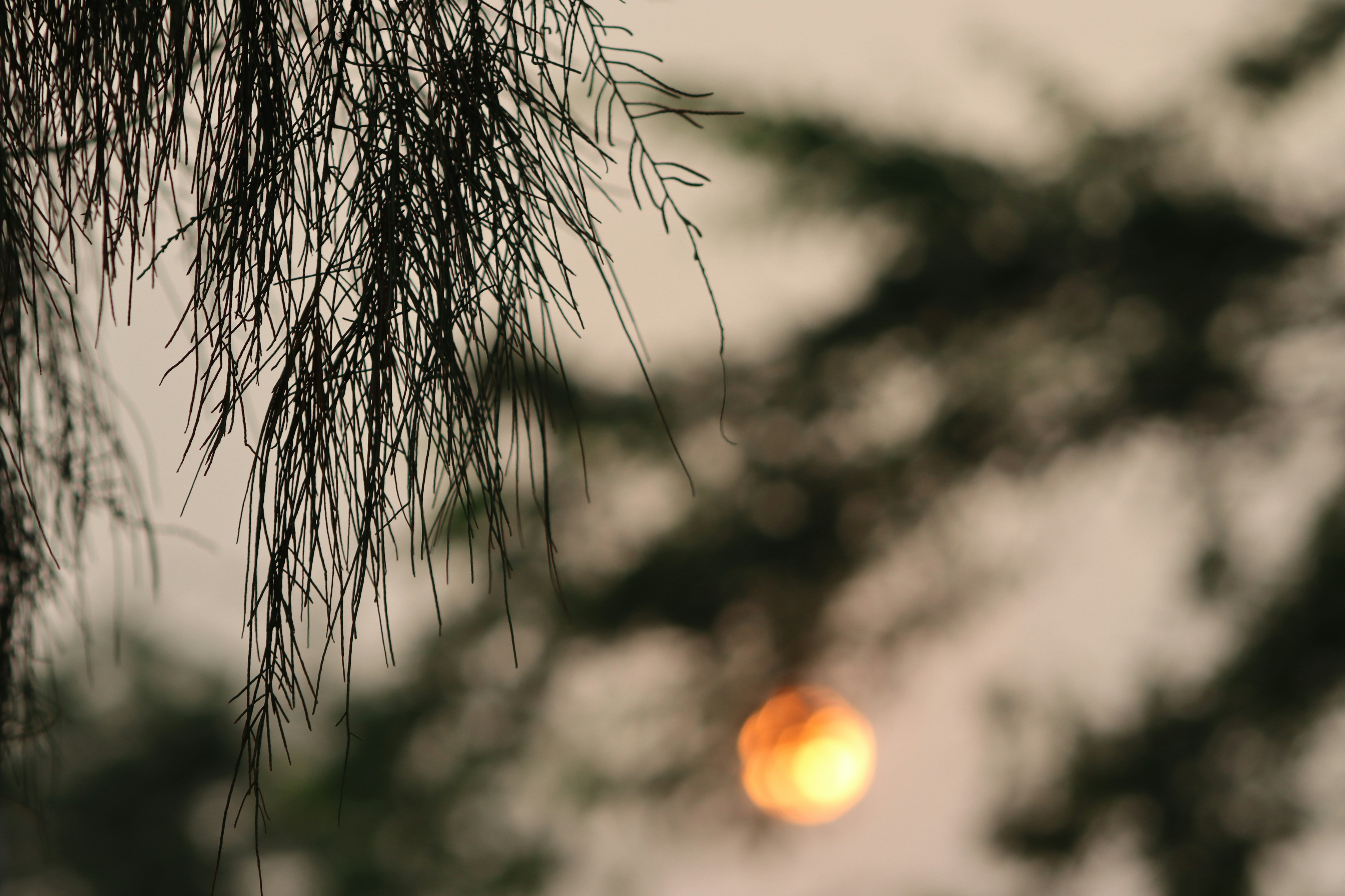 Pine needles in foreground with blurred sunset background
