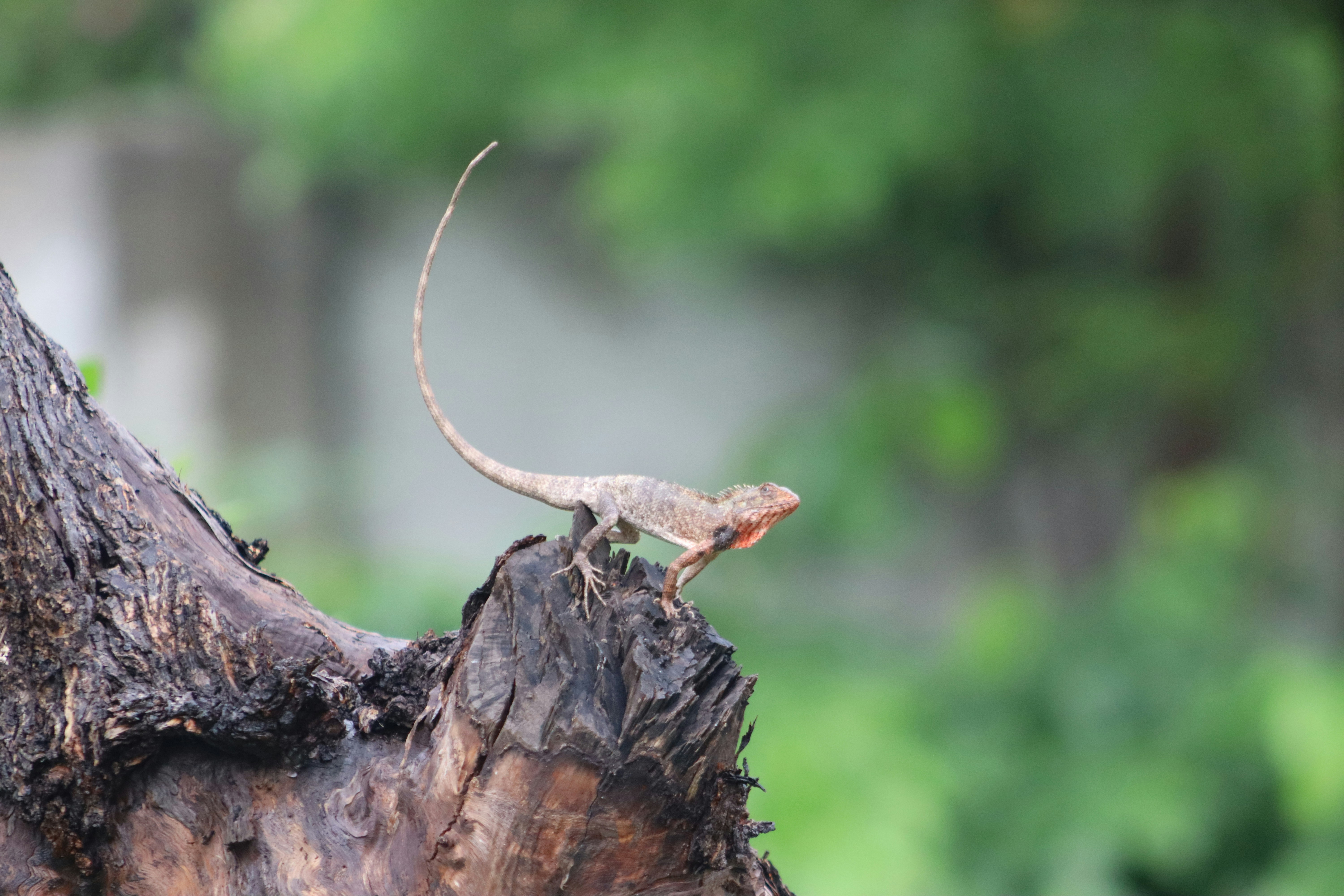 A lizard perched on a dead tree branch.