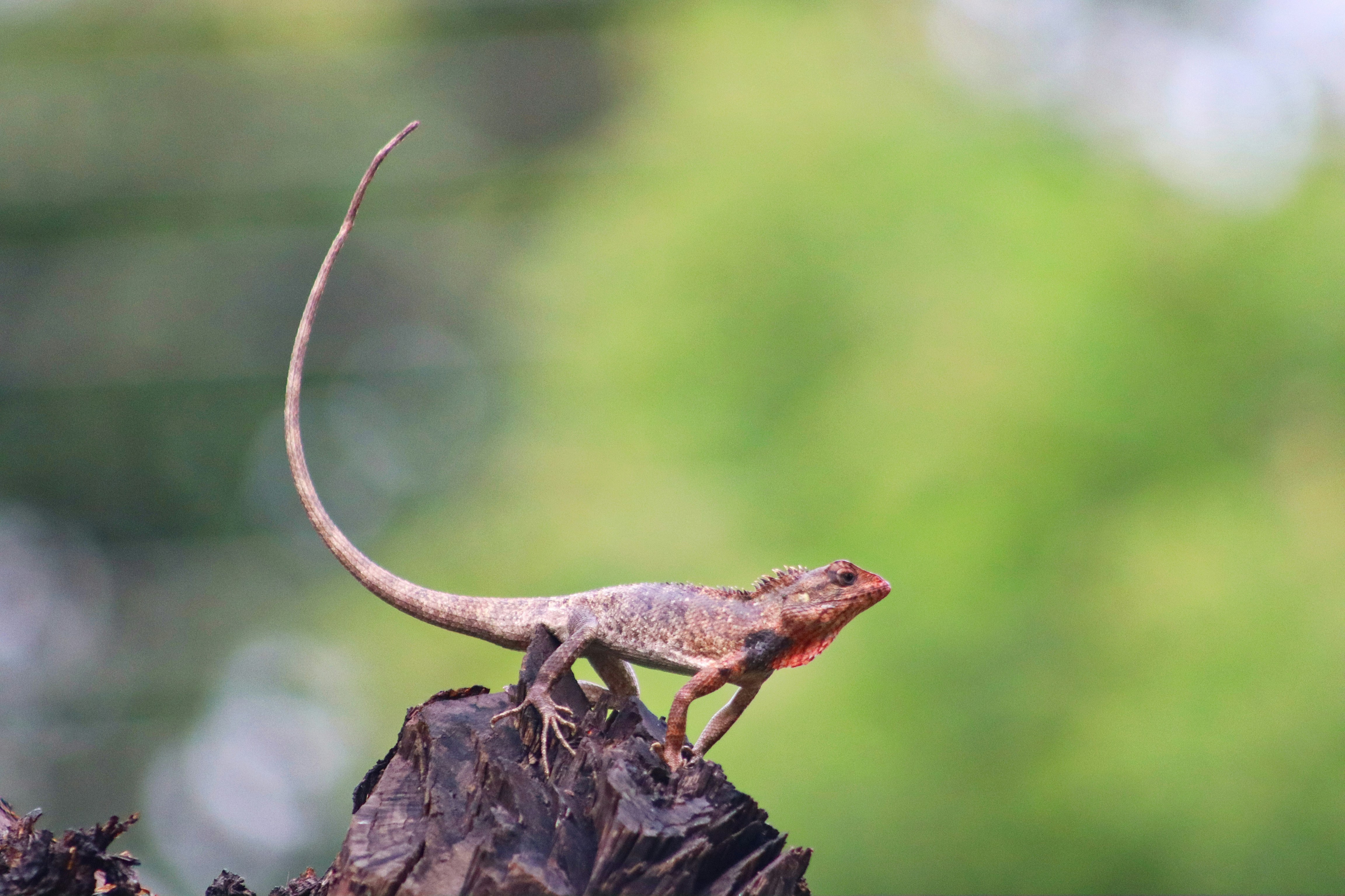 A lizard with a long, curved tail on a branch.