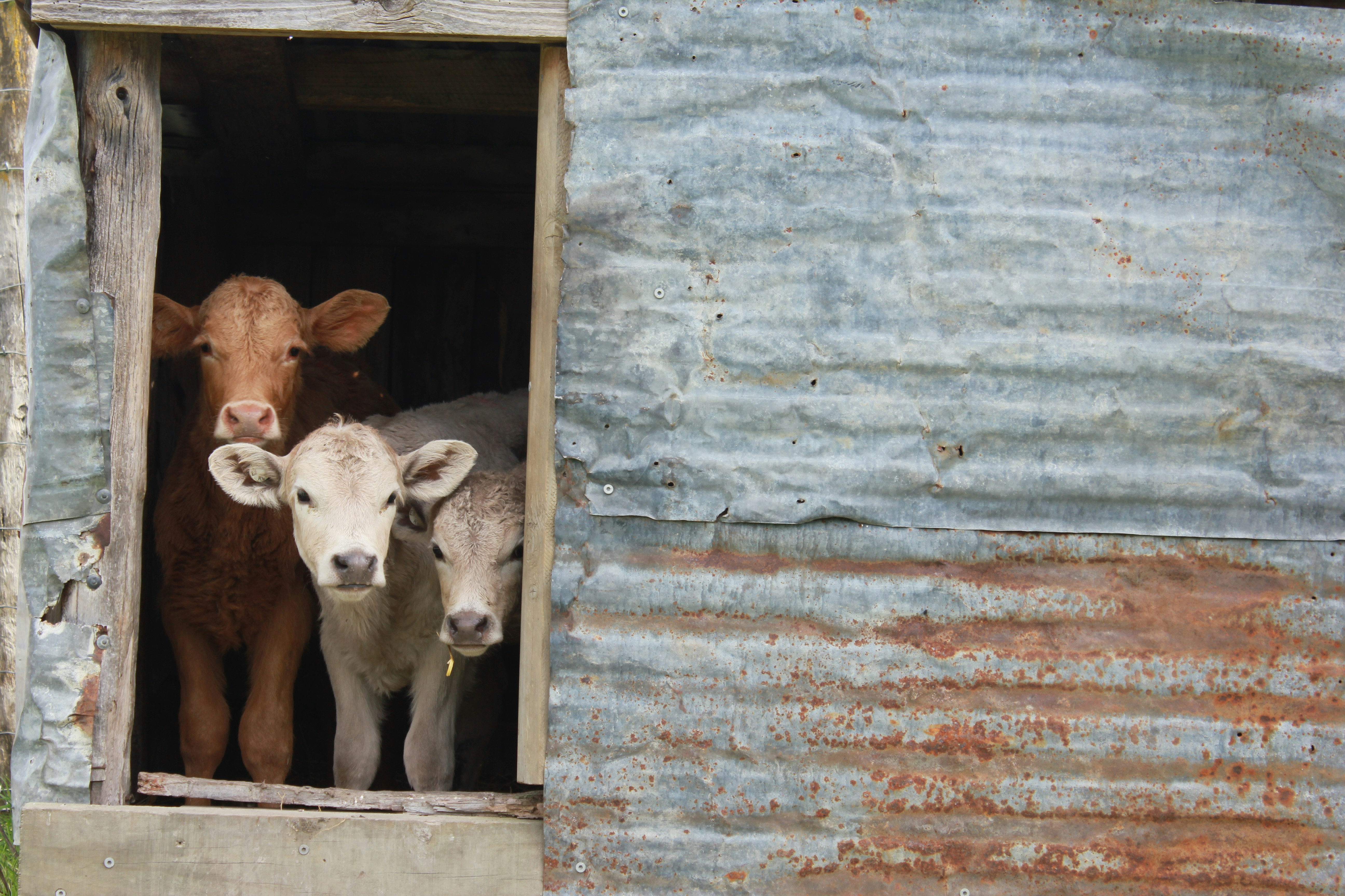 Three calves peek out from a rustic shelter.