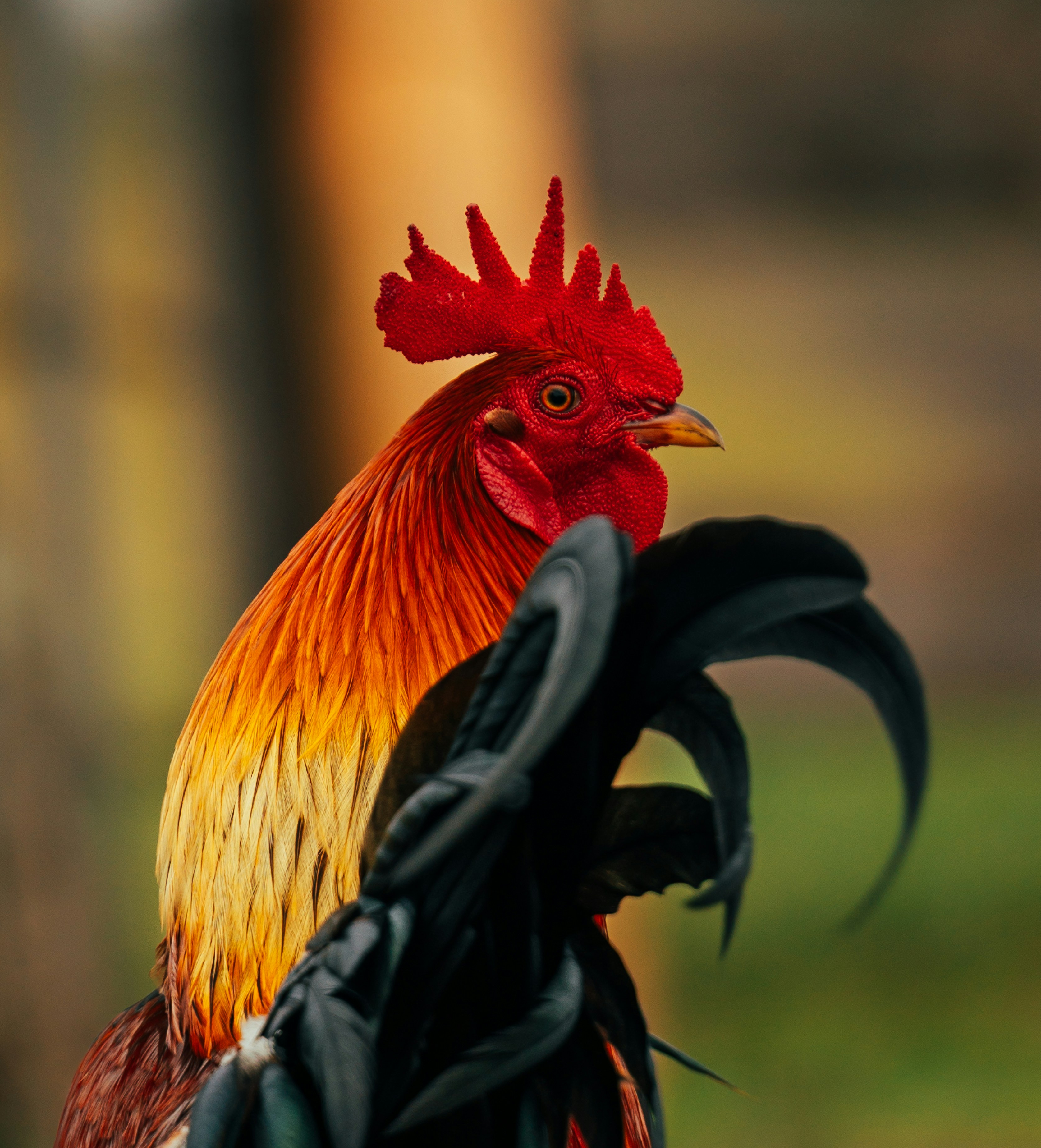 A vibrant rooster with a red comb and orange plumage.