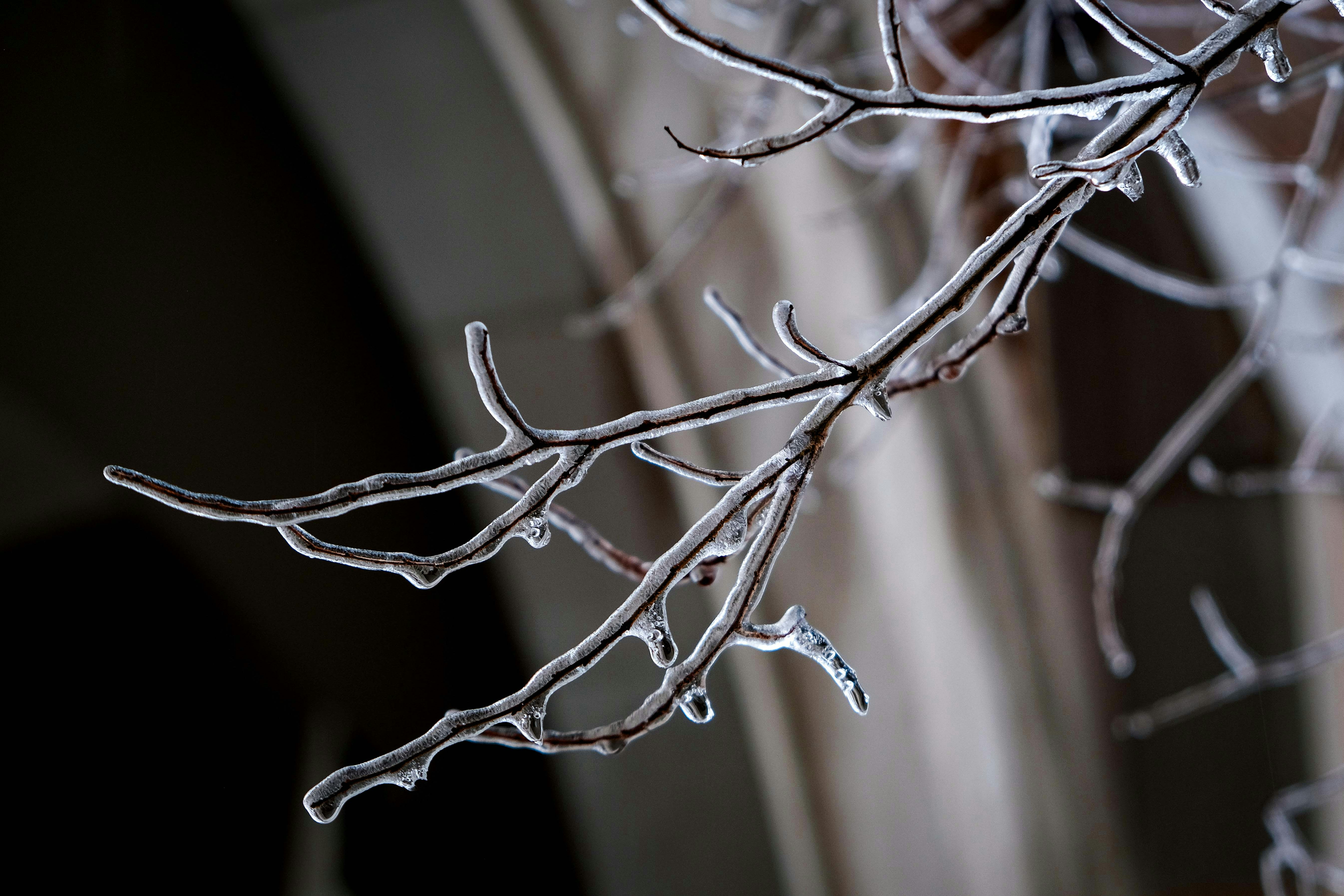 Tree branches covered in ice during winter