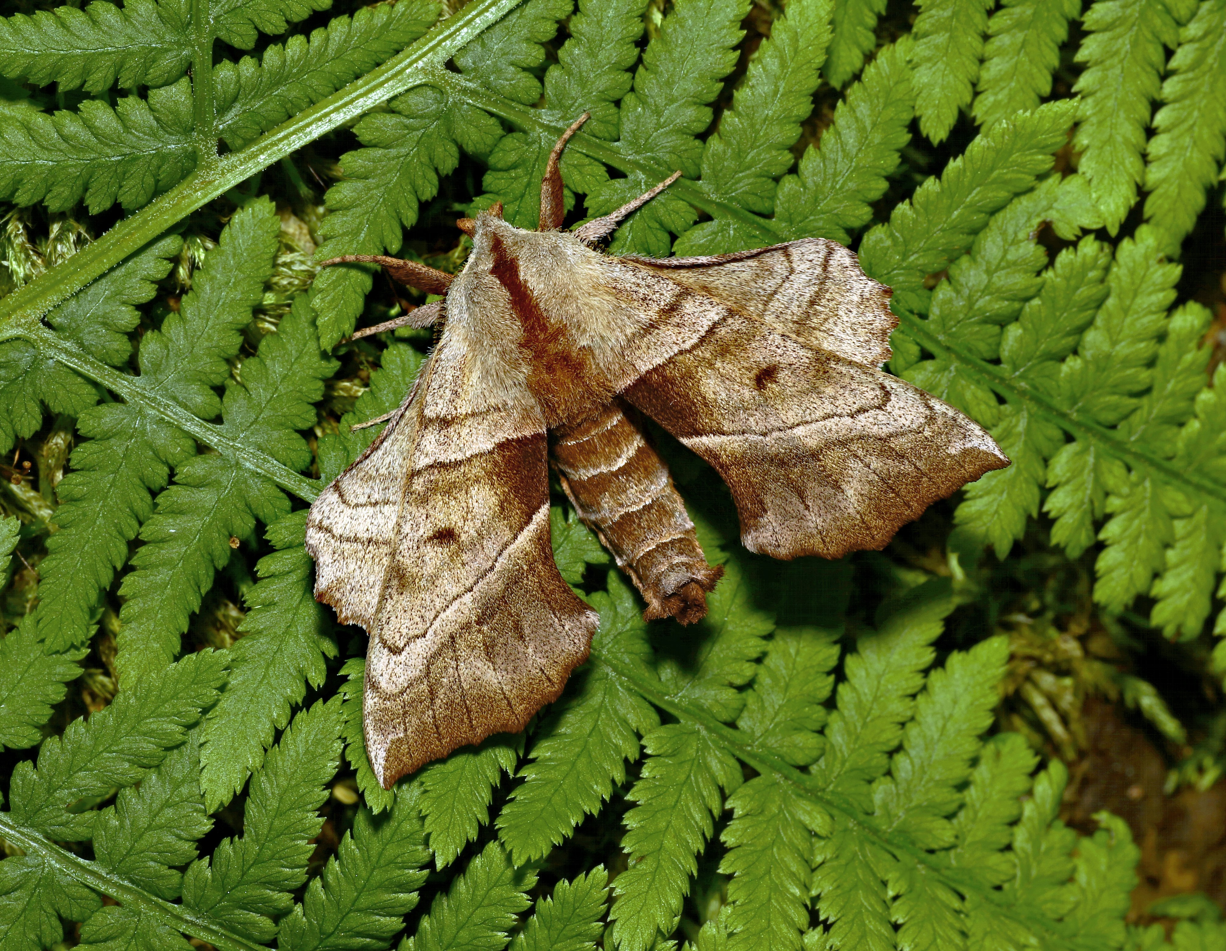 Celery Looper Moth