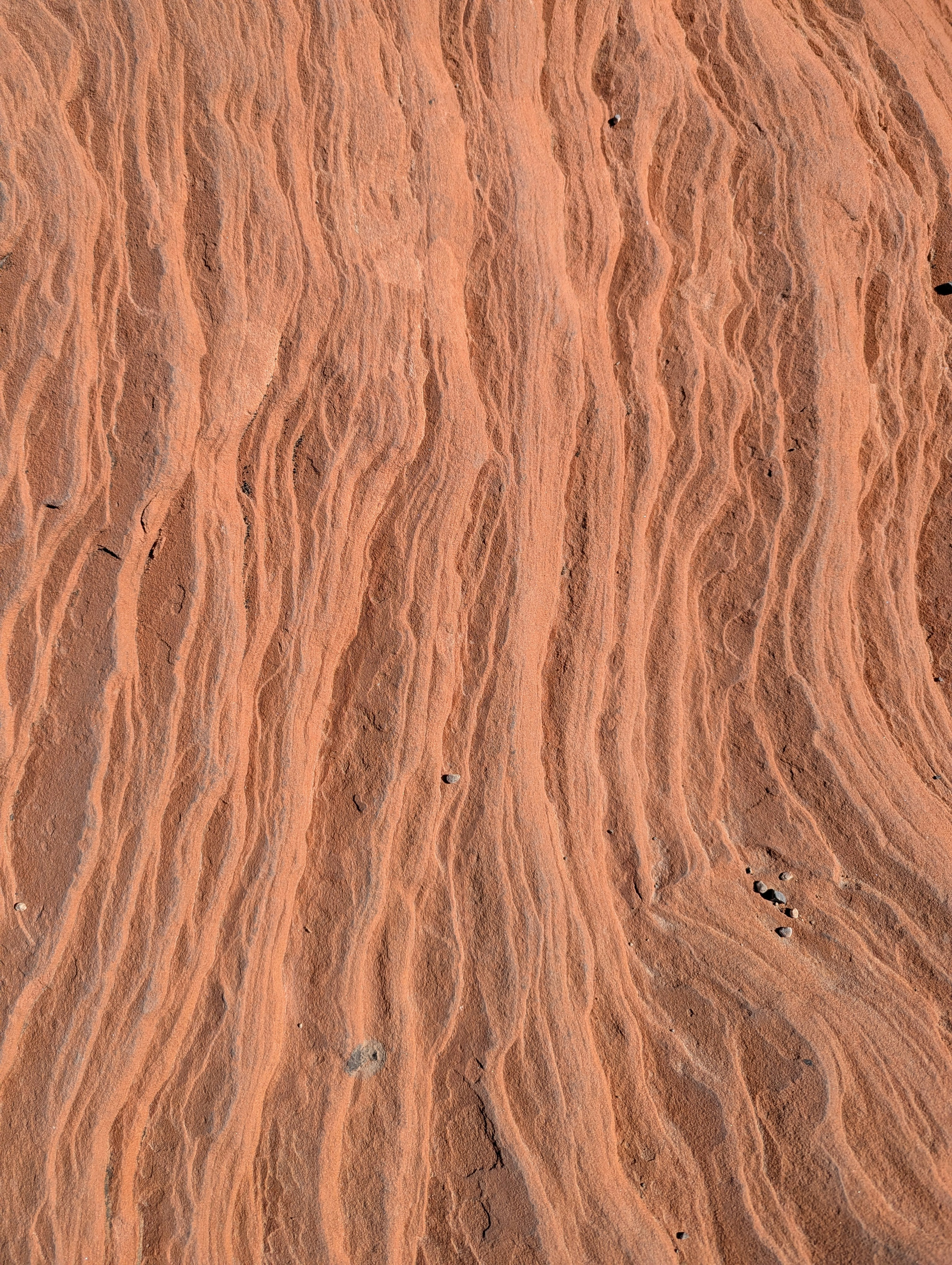 Photo by tamrootbeer