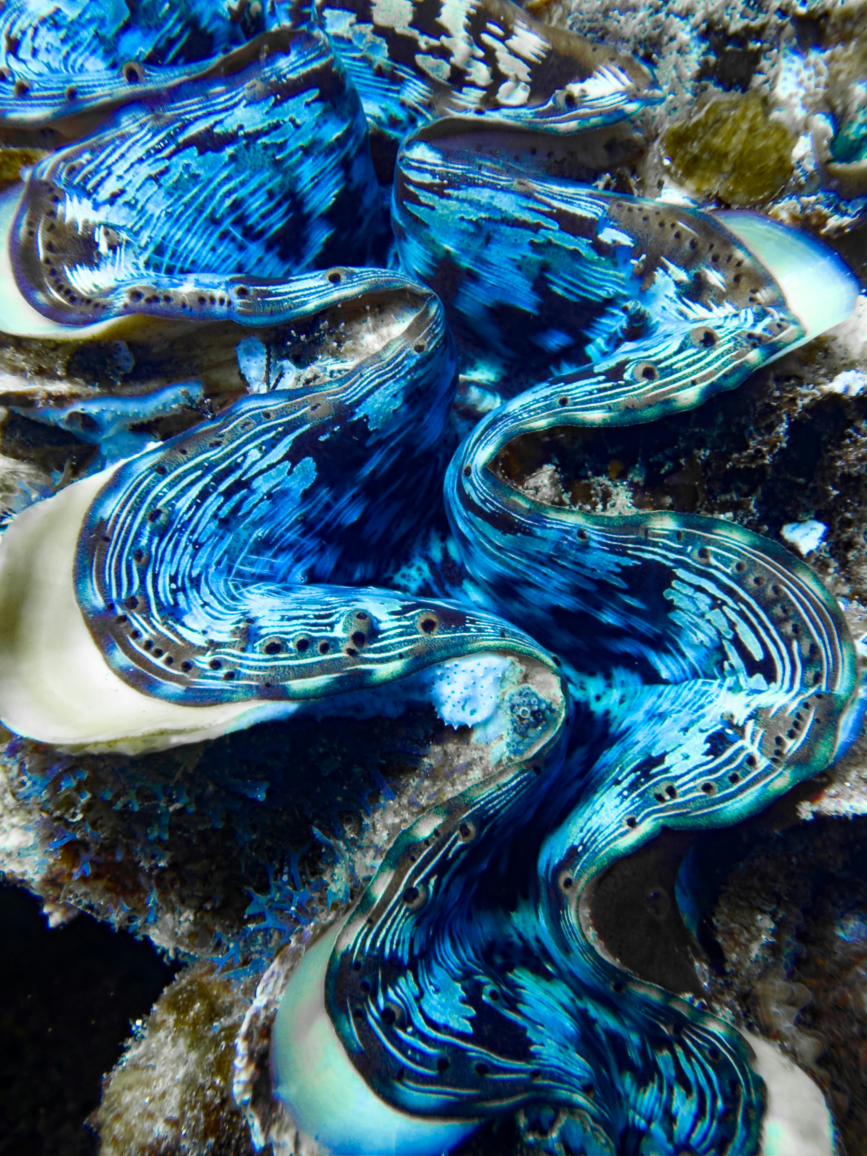 Close-up of a vibrant blue giant clam
