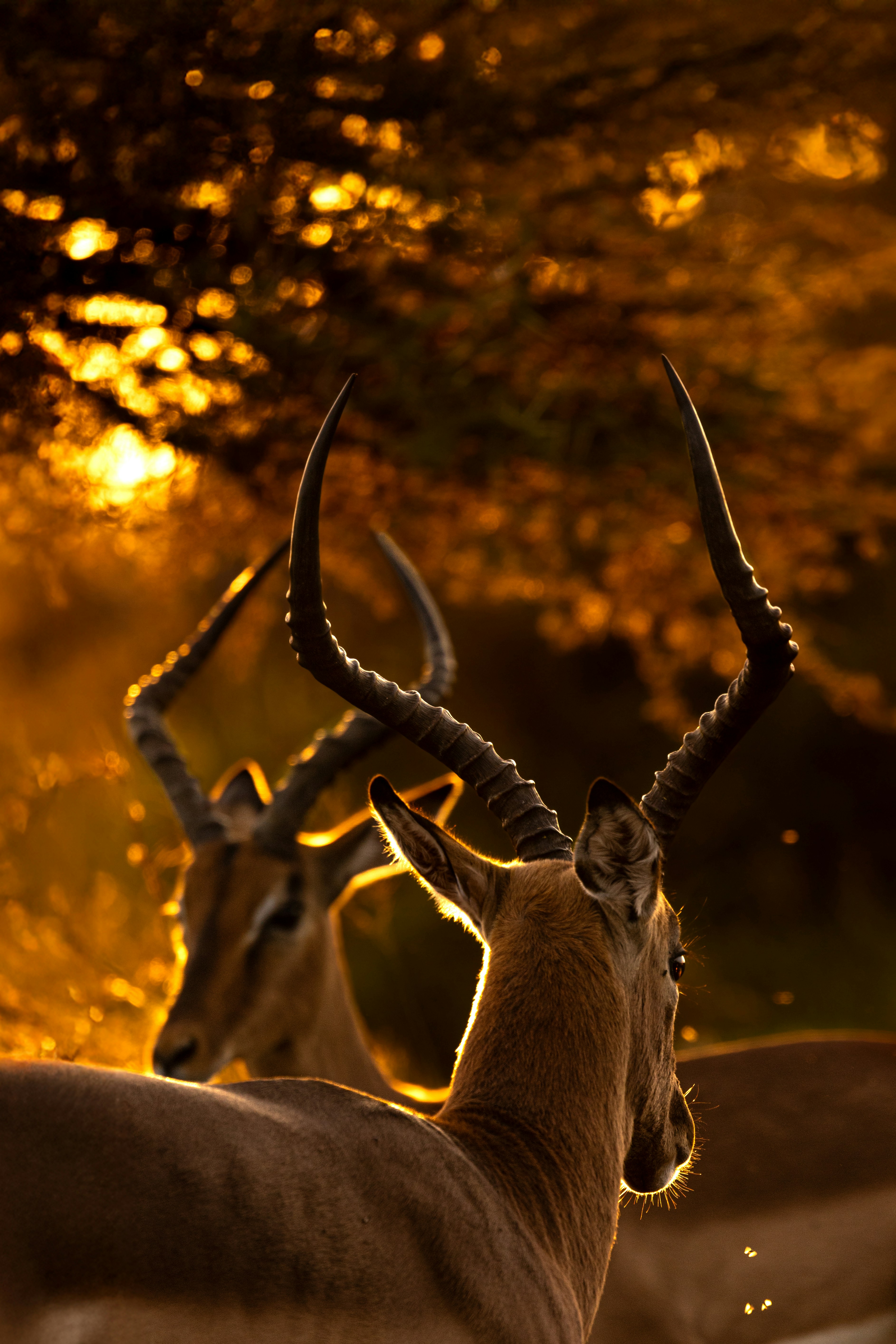 Photo by stanislav_stelmakhovich