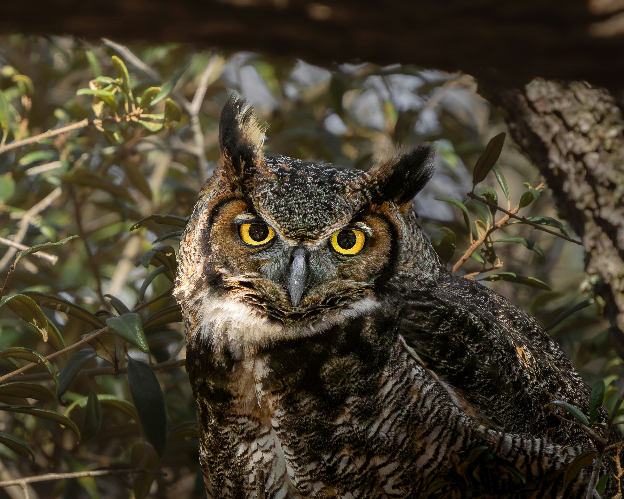 Sowa wirginijska siedzi wśród gęstych gałęzi i patrzy przed siebie jasnymi żółtymi oczami