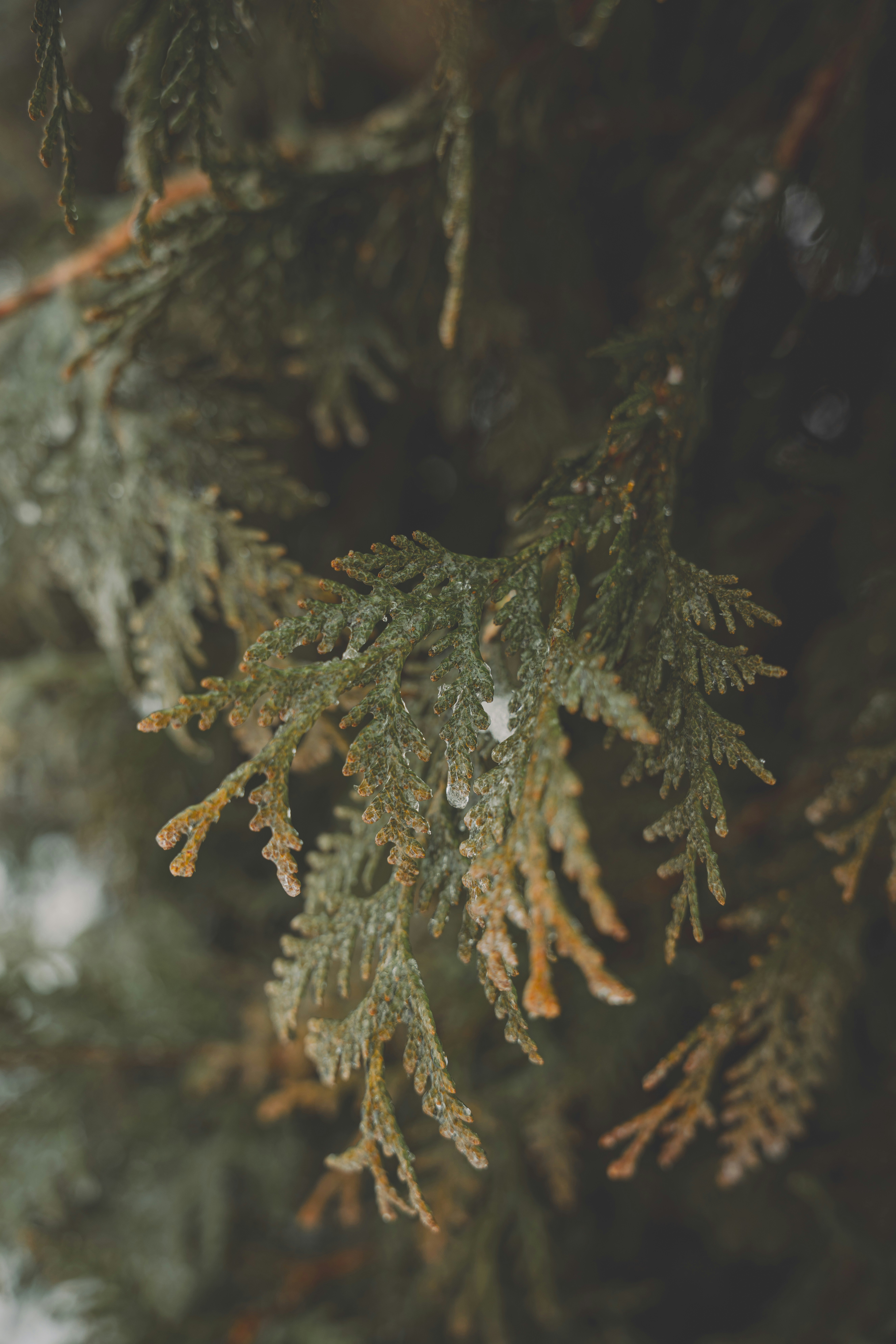 Photo by keepitchassephotography