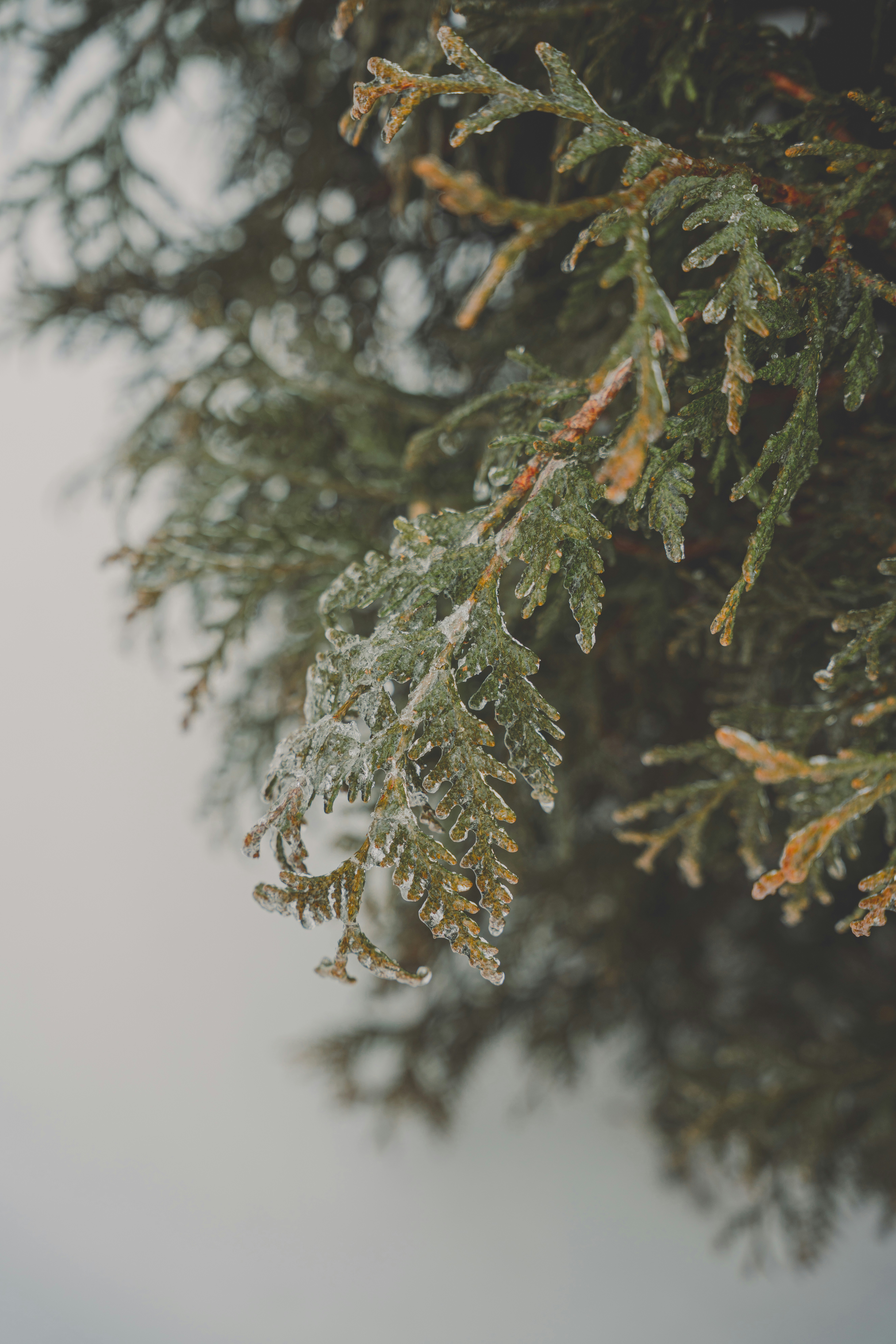 Photo by keepitchassephotography