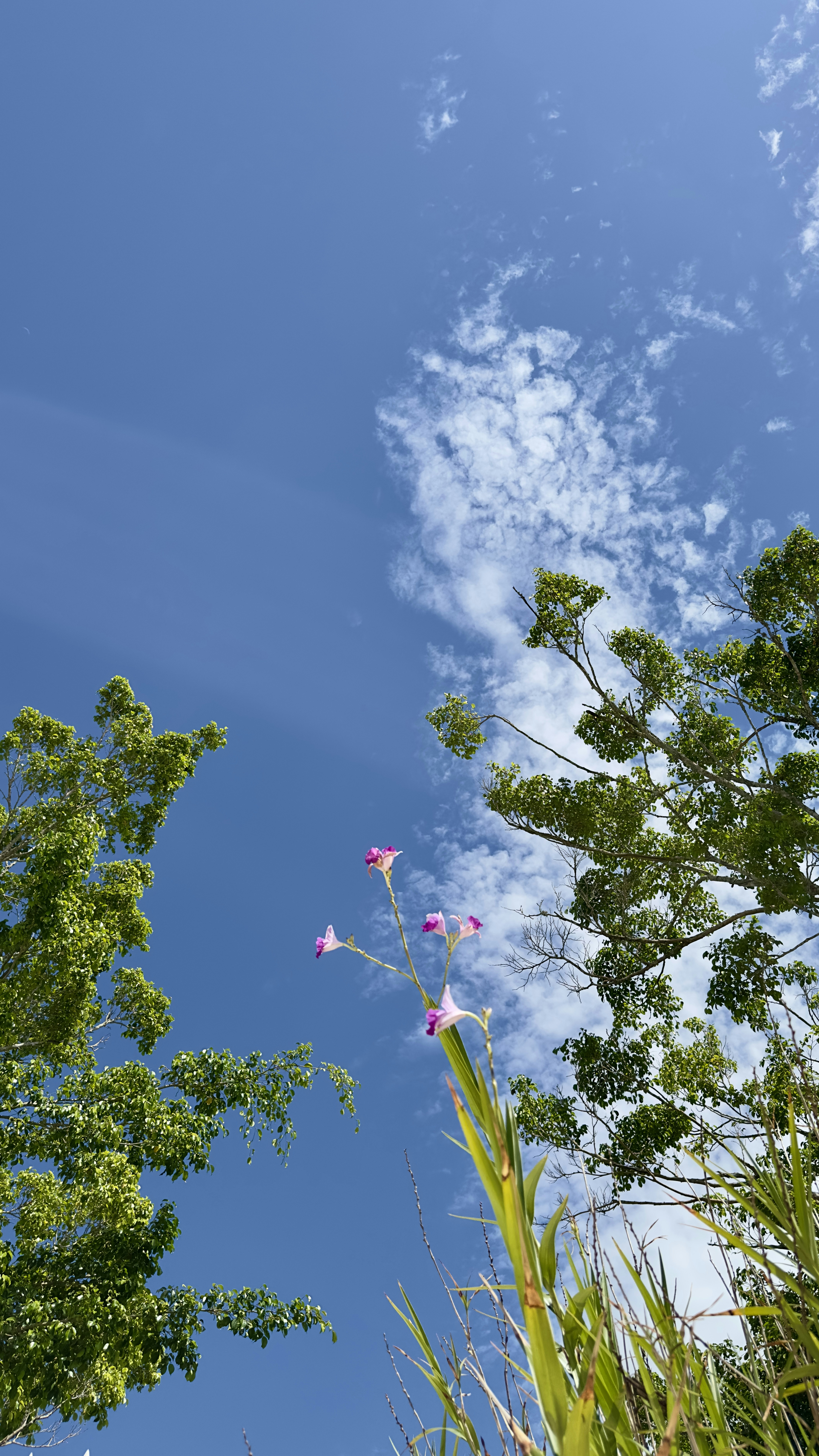 De hautes herbes vertes et des fleurs sur un ciel bleu.