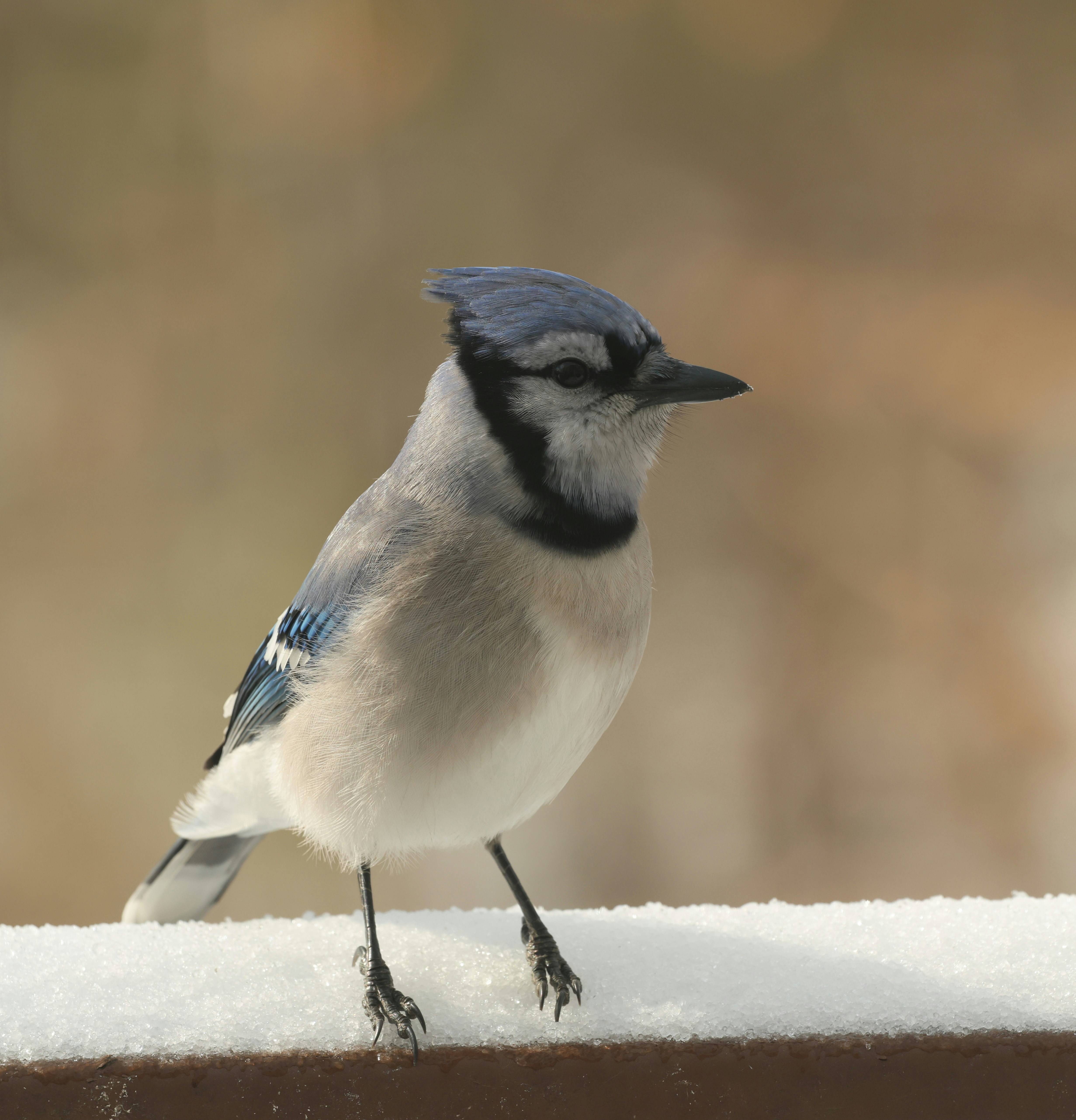 A blue jay perched on a snow-covered railing.